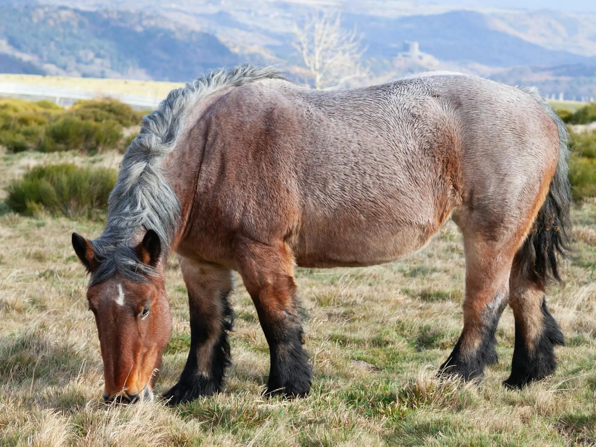 Bay roan horse