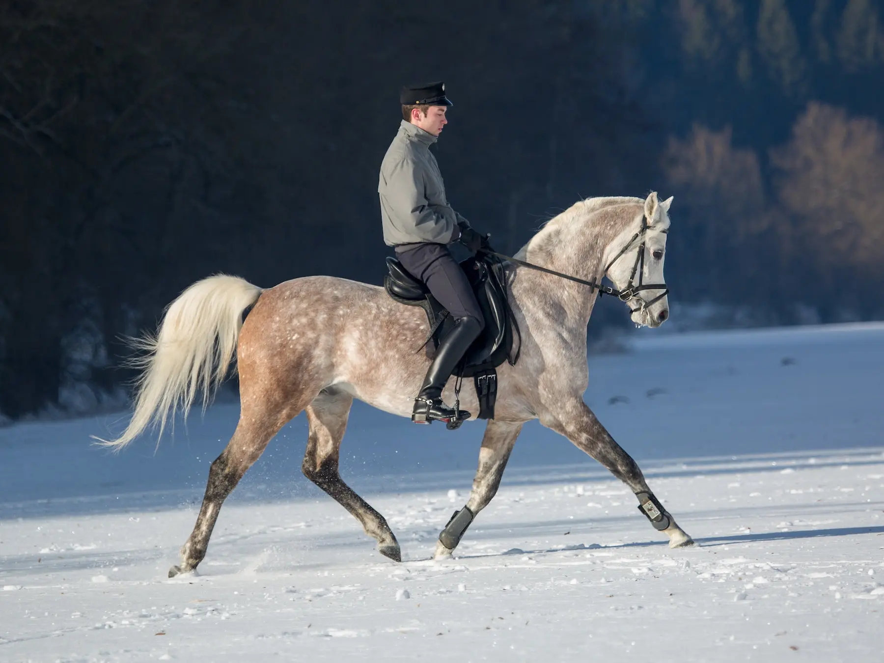 Bay grey horse