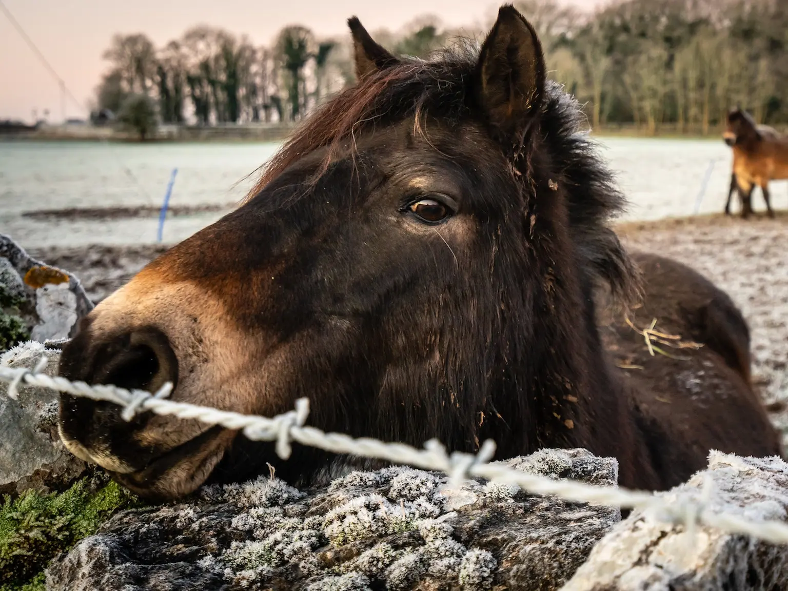 Mealy seal brown horse