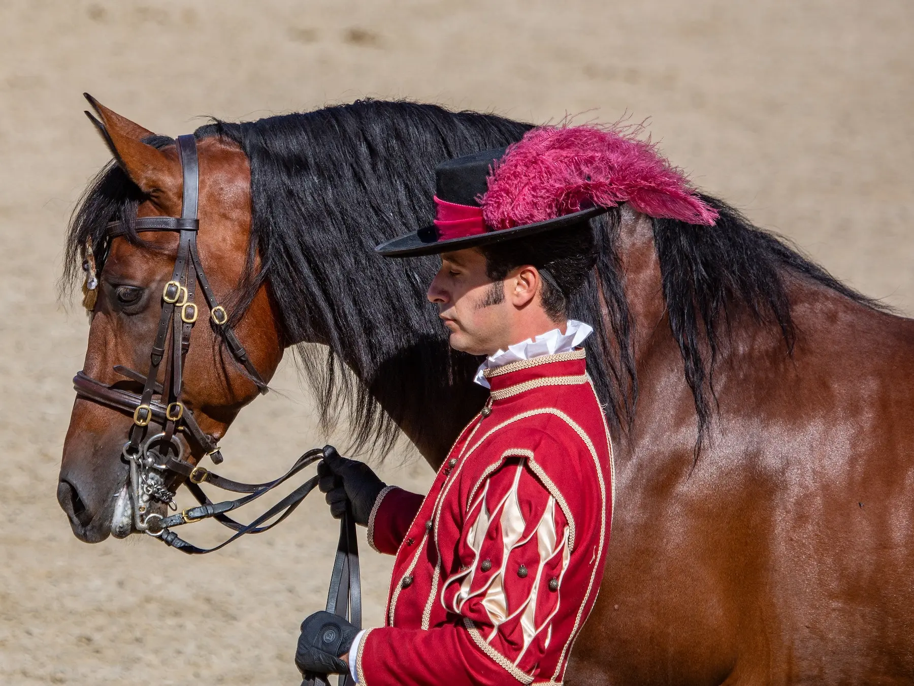 Standard bay horse