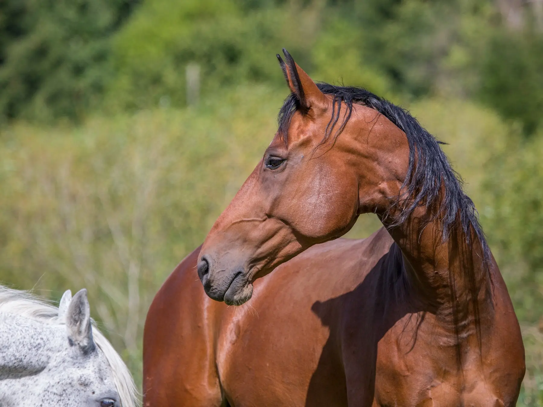 Standard bay horse