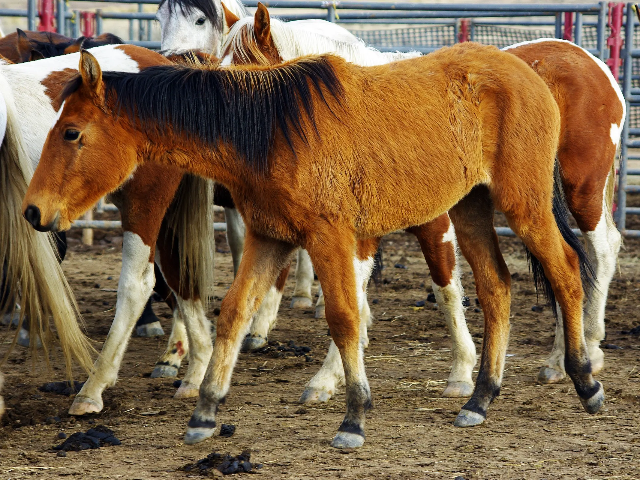 Wildtype bay horse