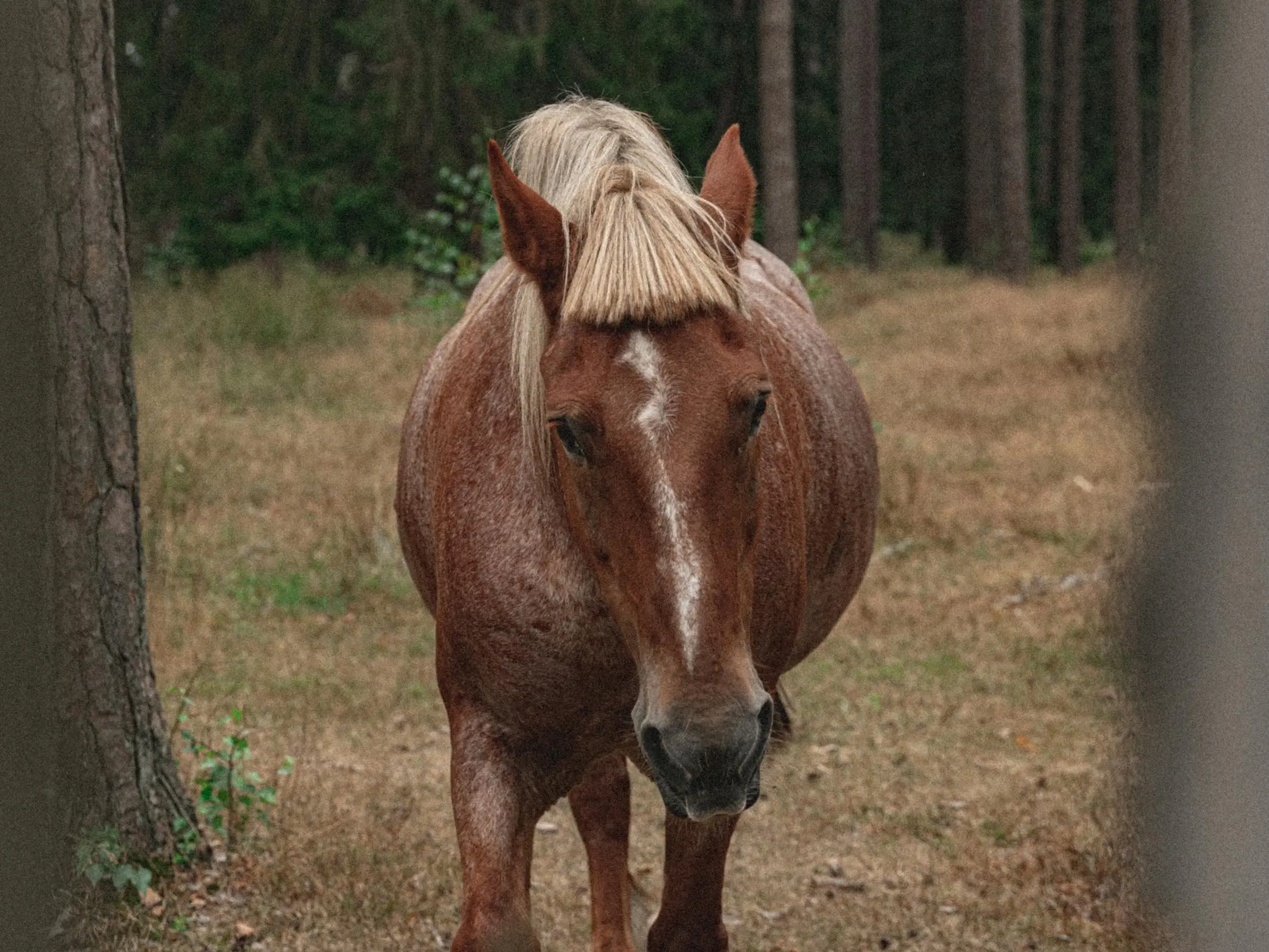Horse in Belarus