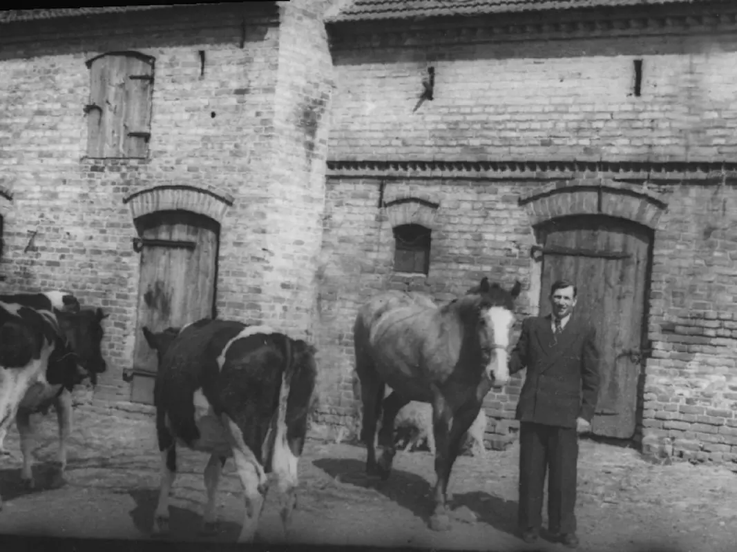 Horse in Belarus