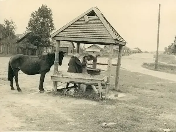 Horse in Belarus