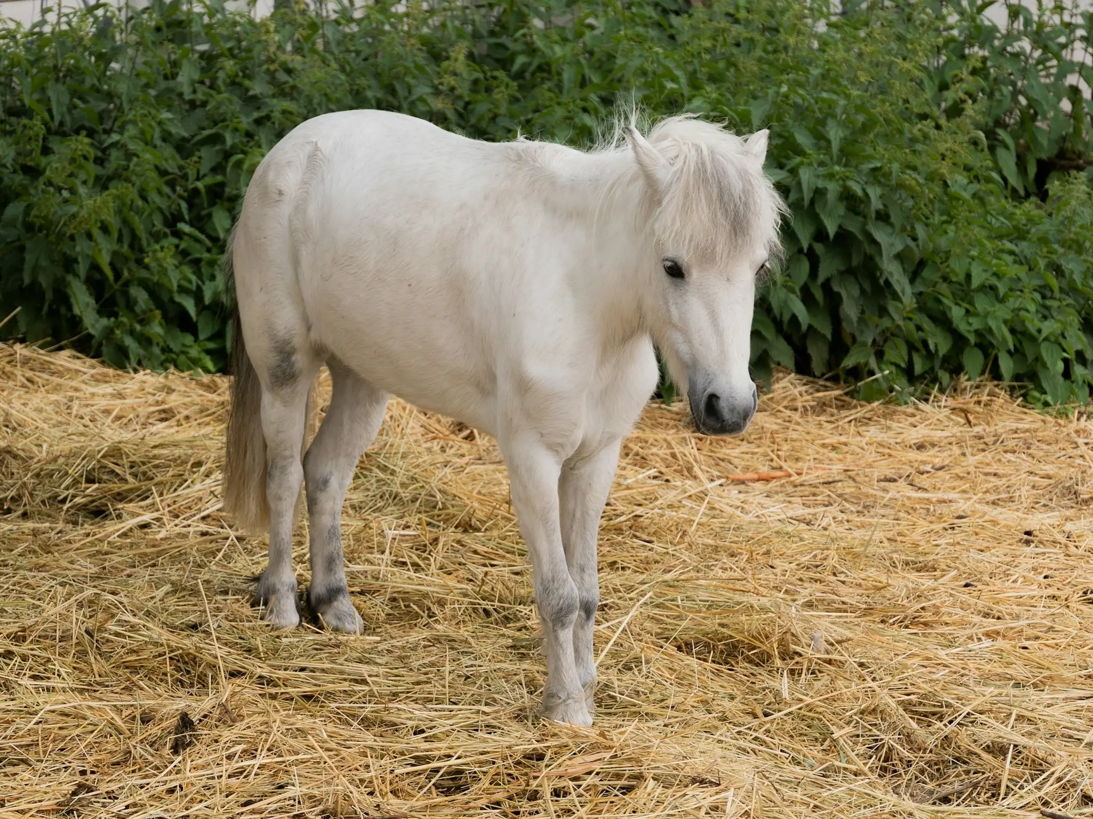 Horse in Belarus