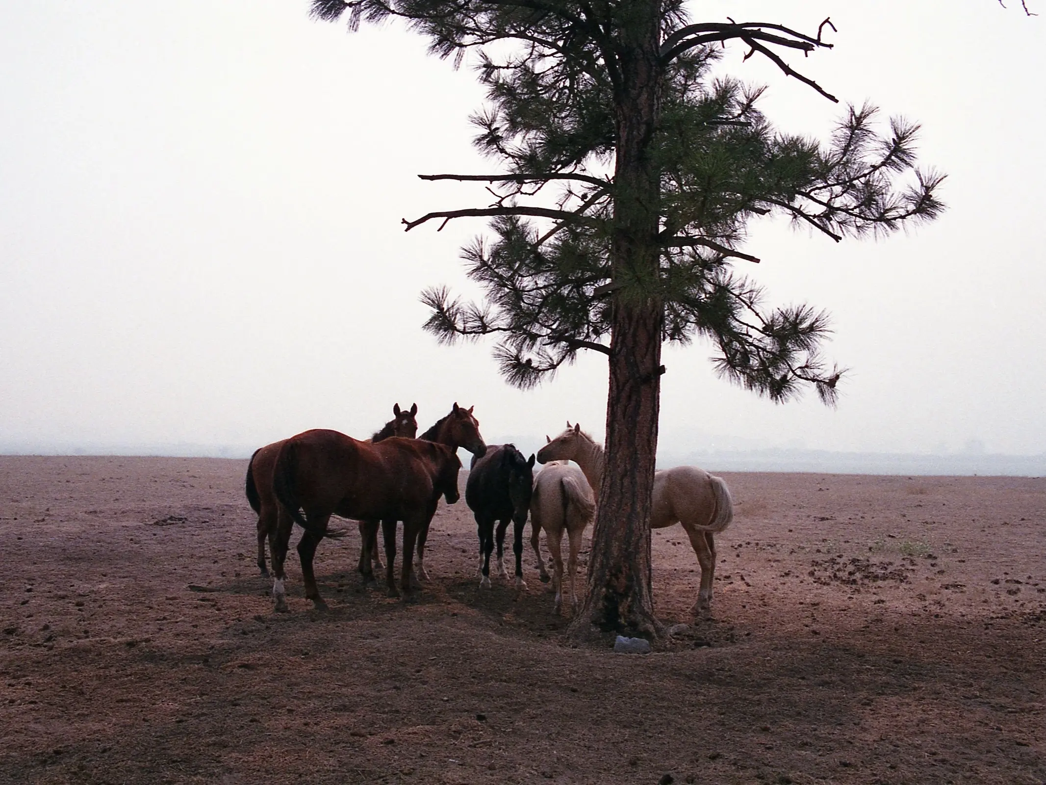 Horse in Belarus