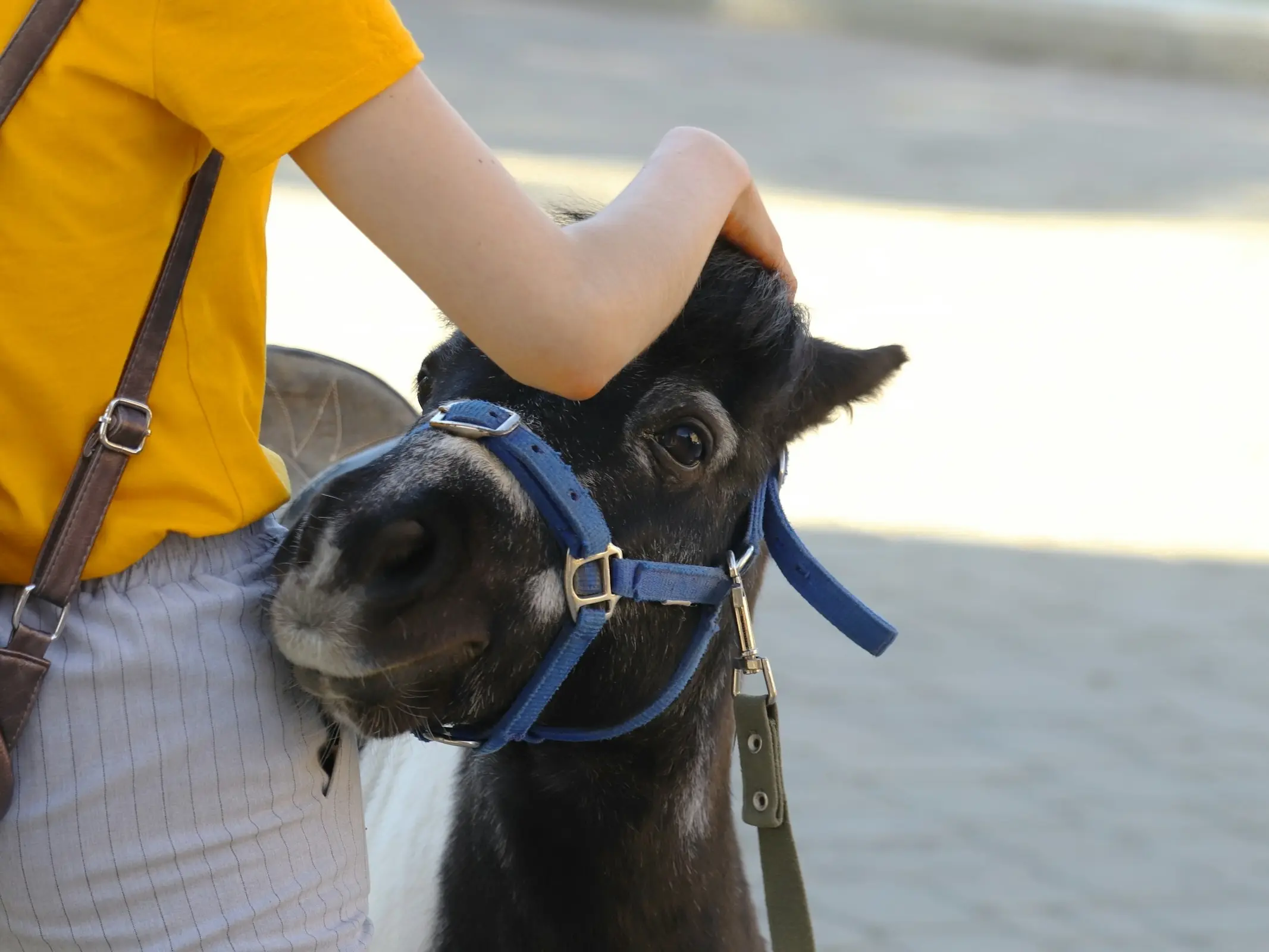 Horse in Belarus