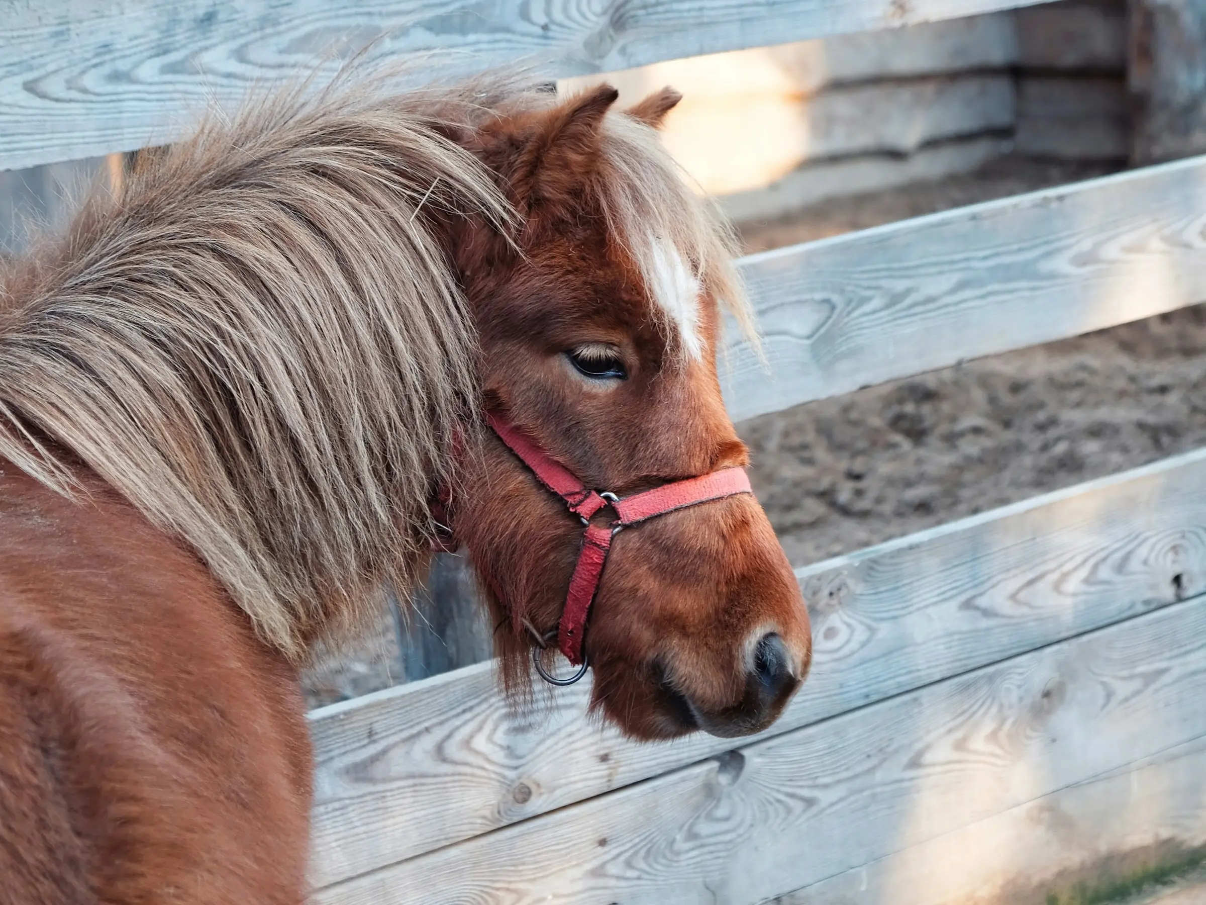 Horse in Belarus