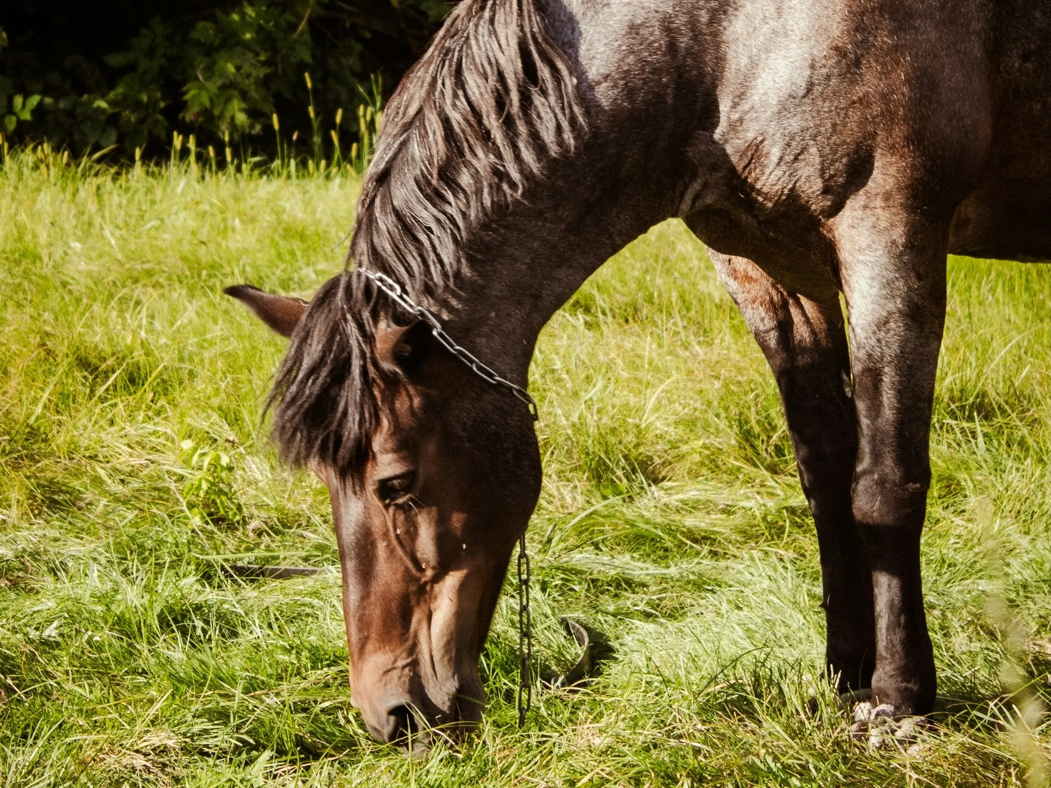 Horse in Belarus