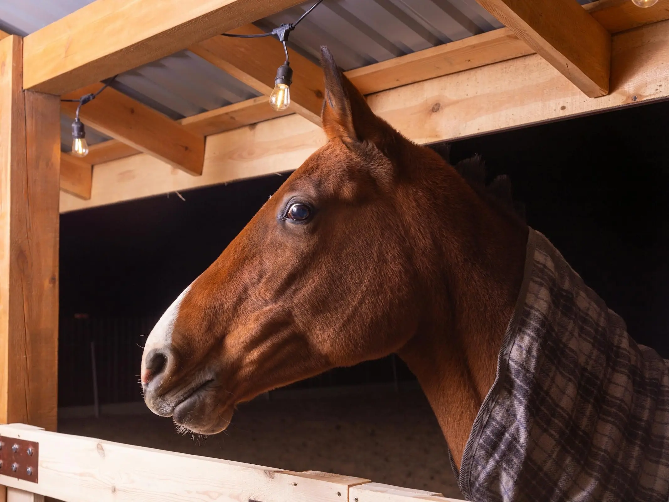 Horse in Belarus