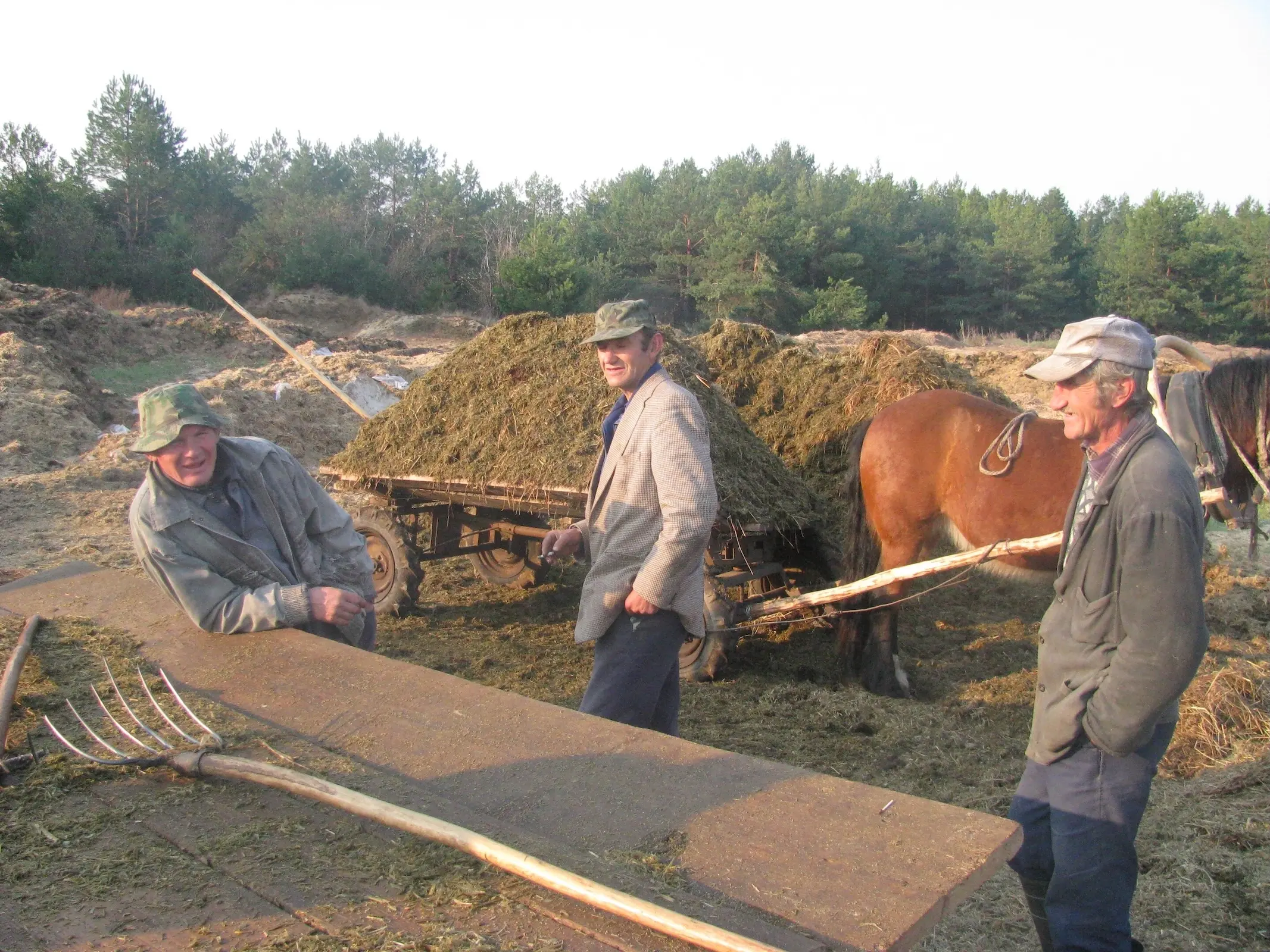 Horse in Belarus