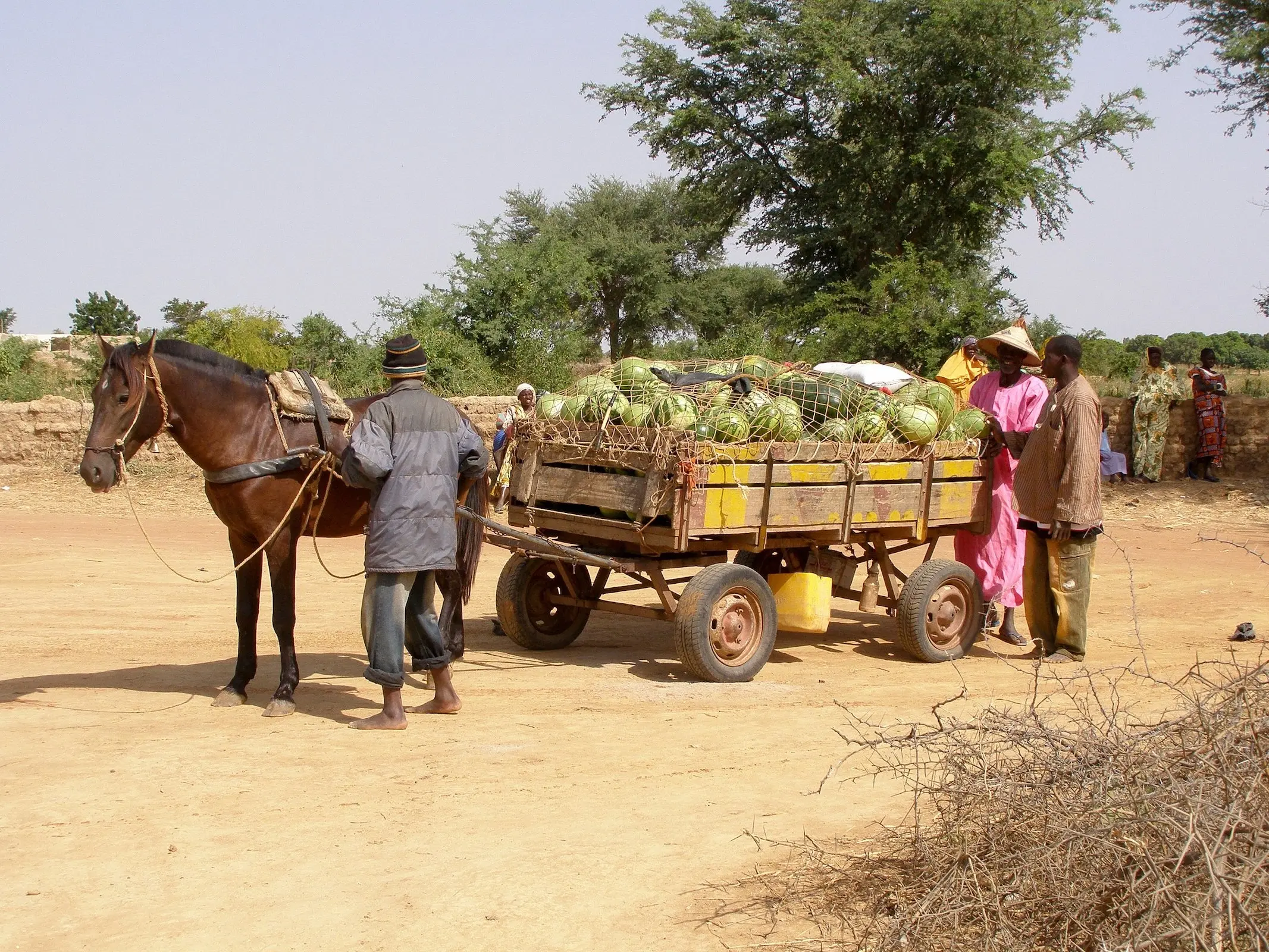 Beledougou Horse