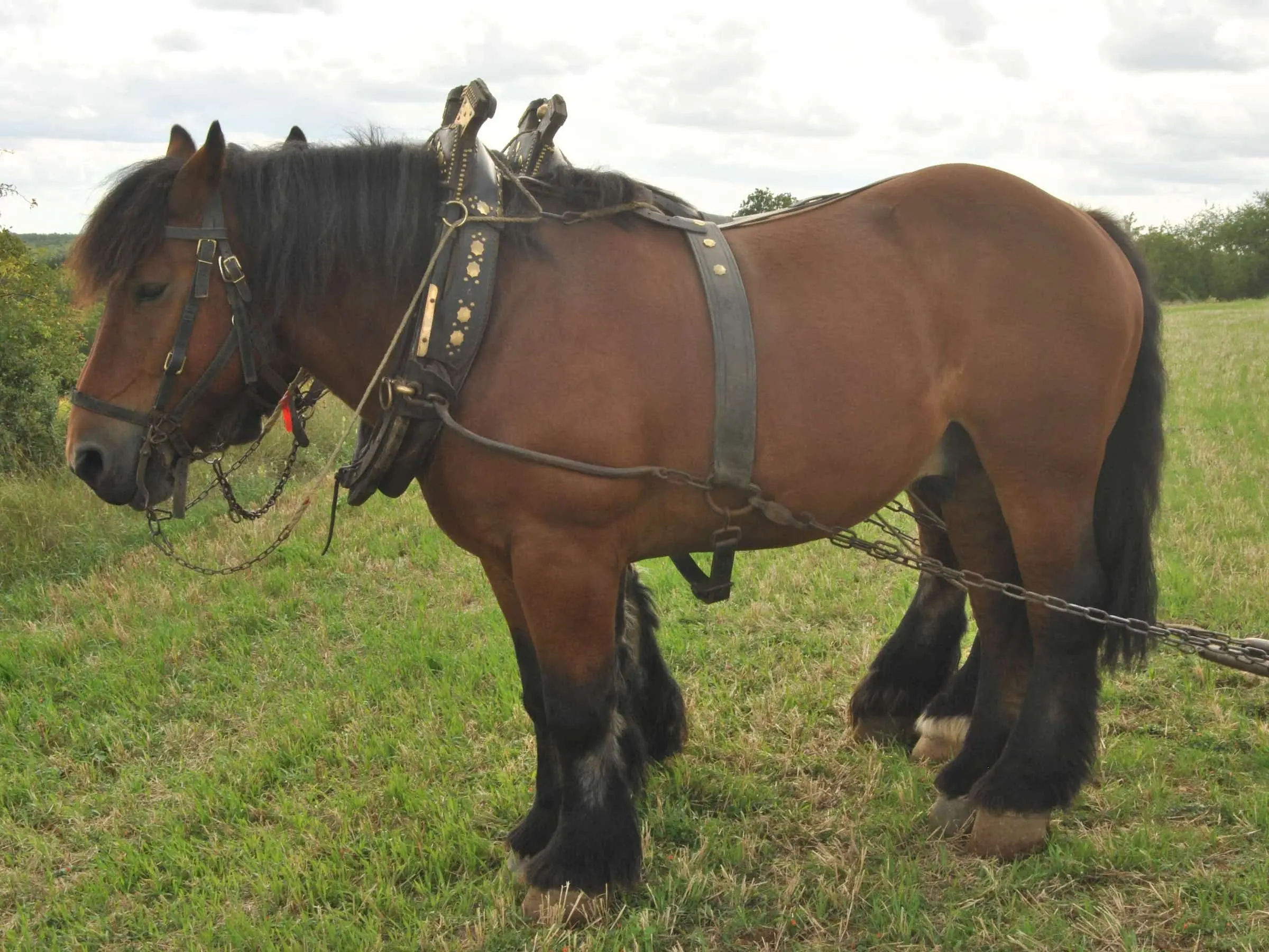 Belgian Ardennais Horse