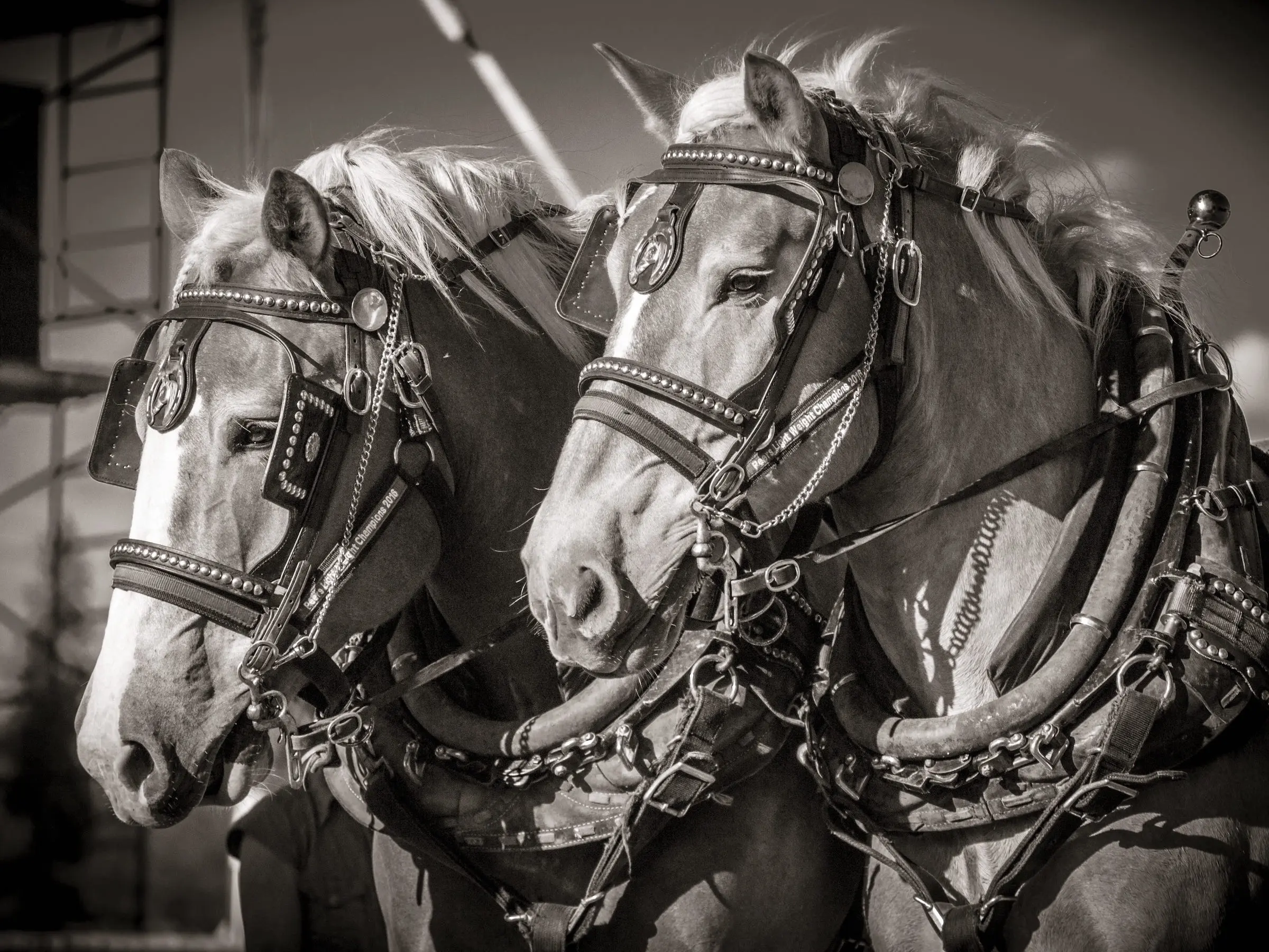 Belgian Draft Horse