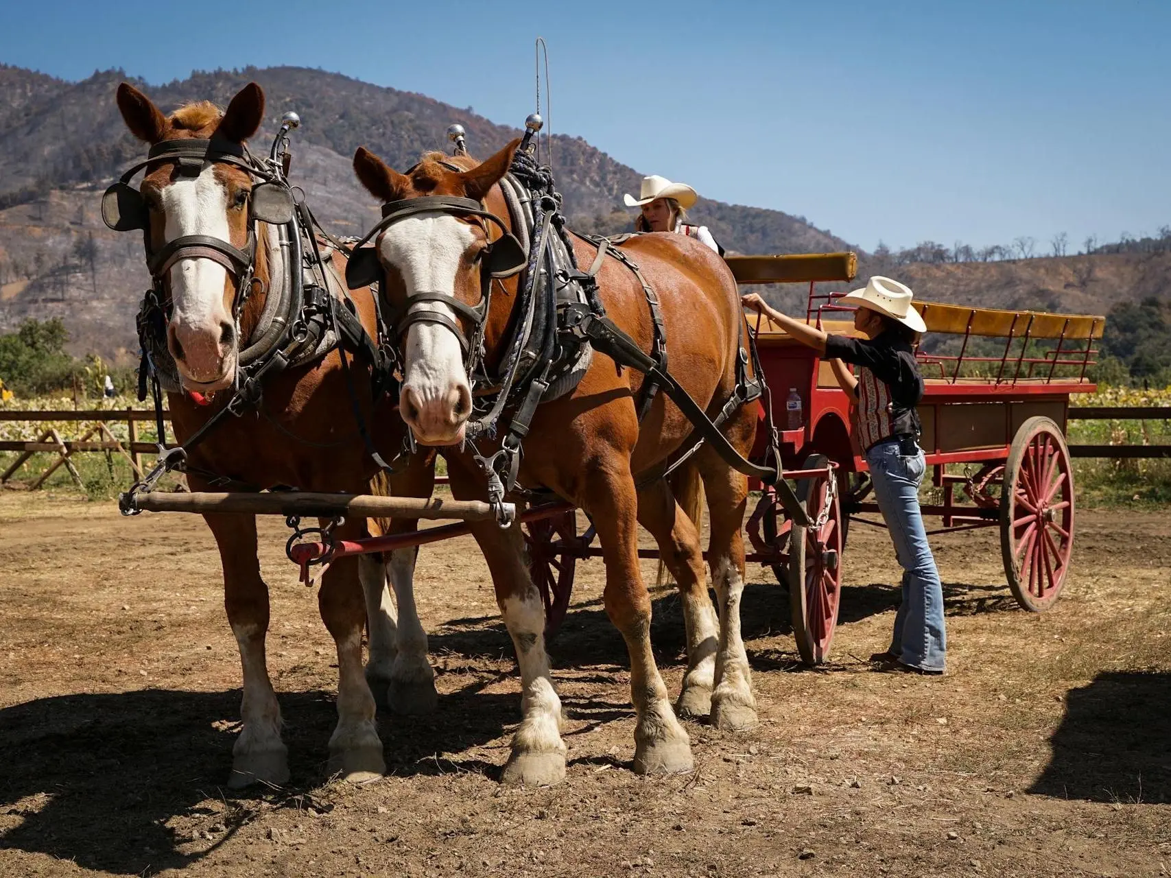 Belgian Draft Horse