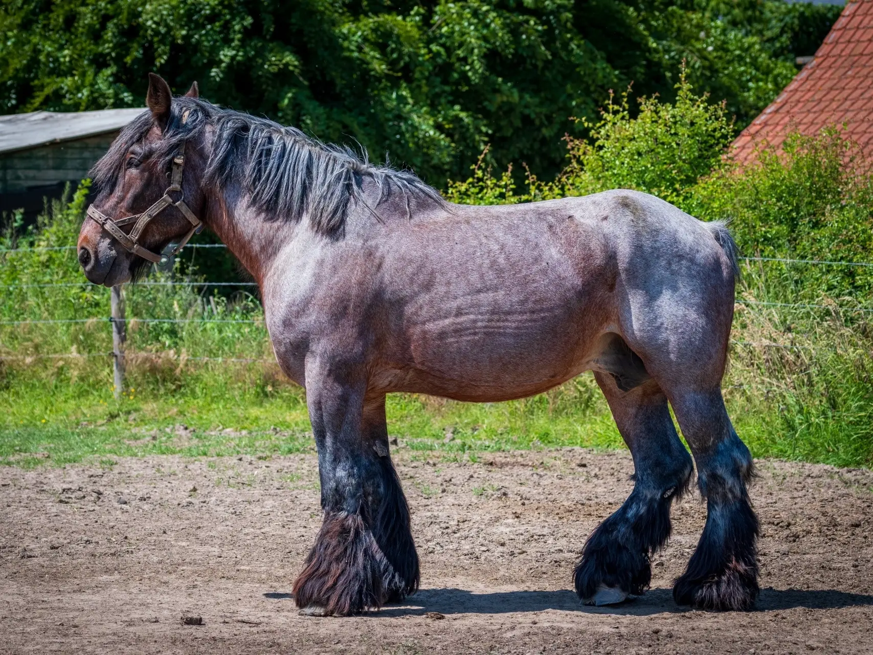 Belgian Draft Horse