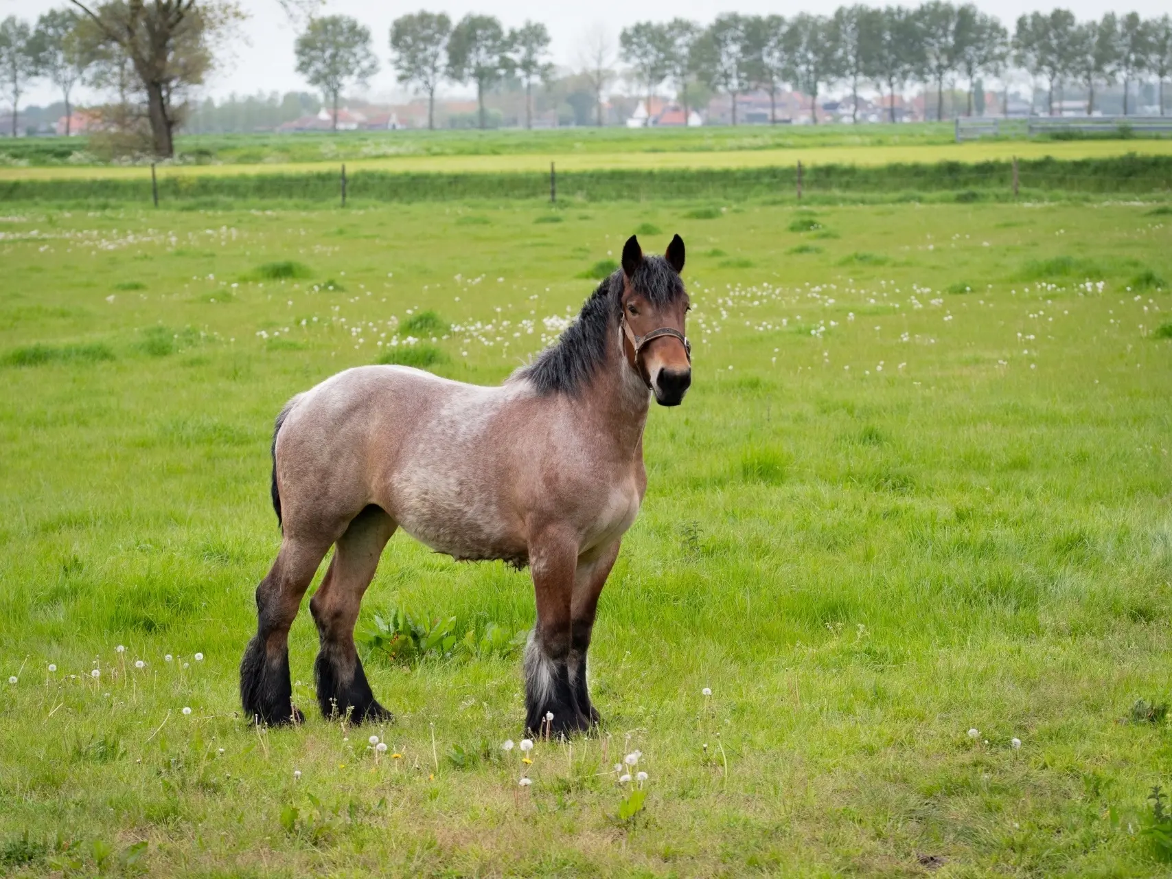 Belgian Draft Horse