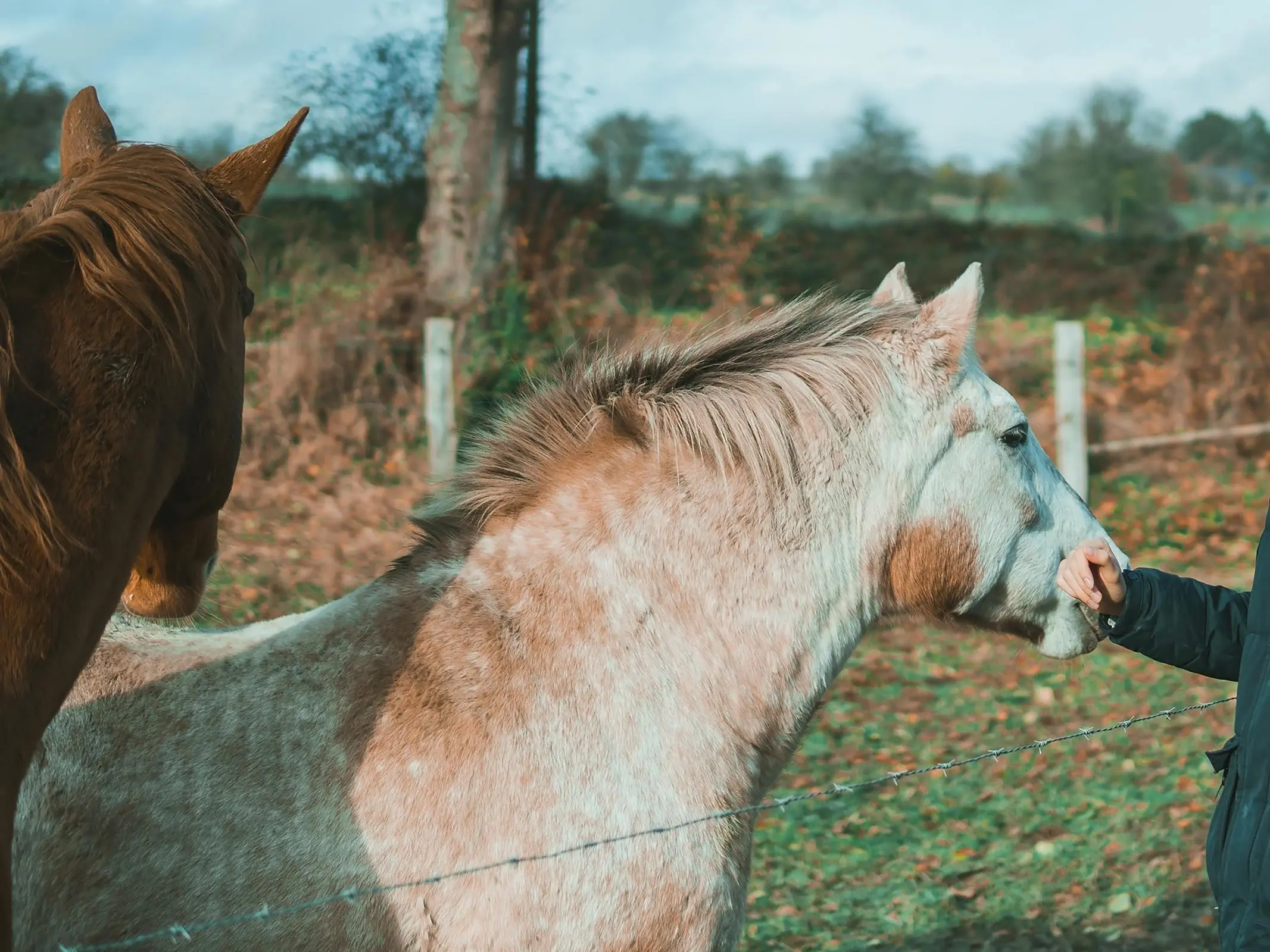 Belgian Saddle Pony