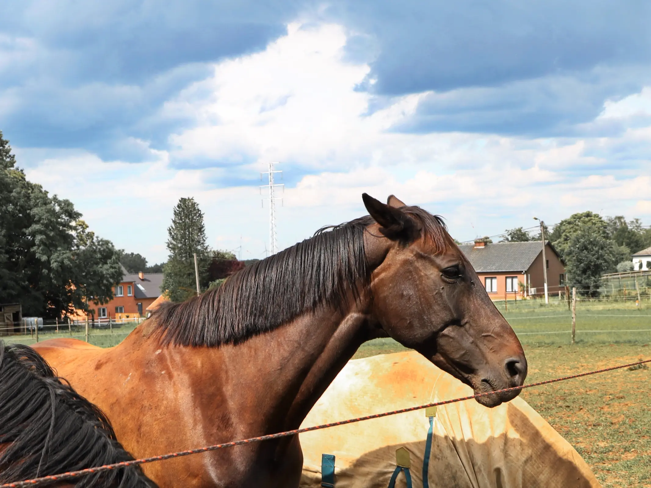 Belgian Sport Horse