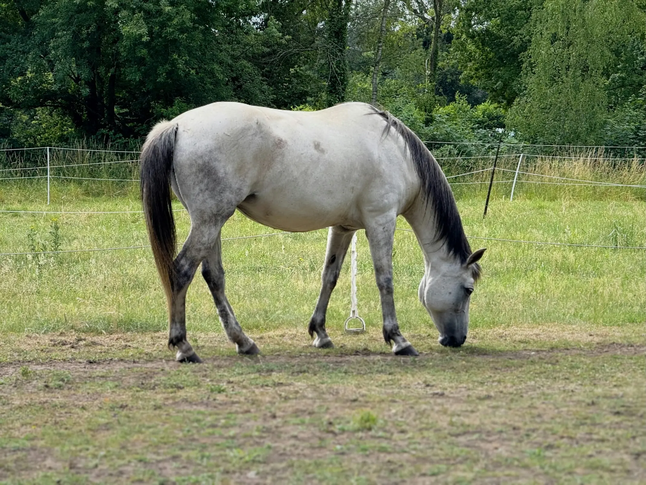 Belgian Sport Horse