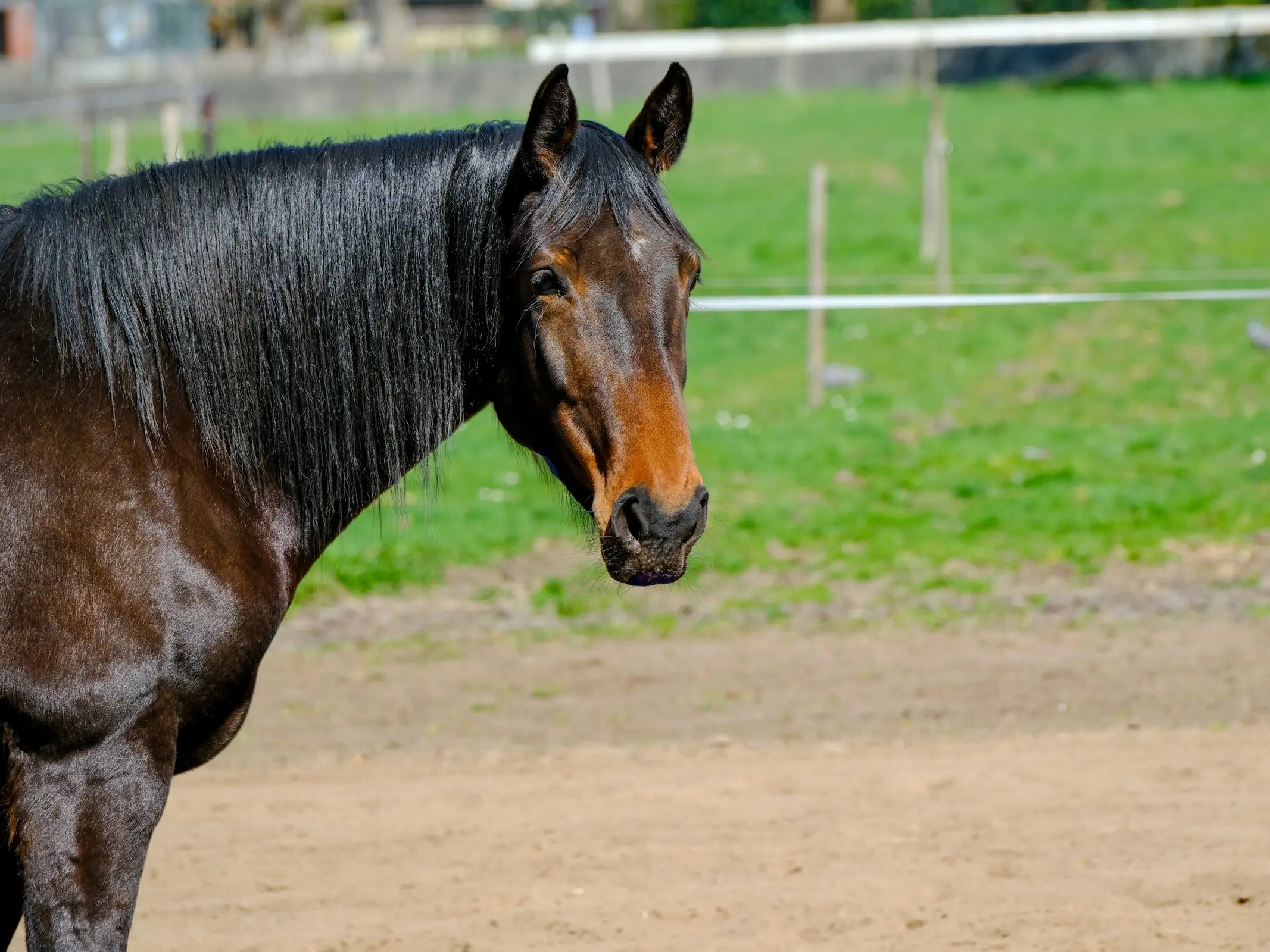 Belgian Warmblood Horse