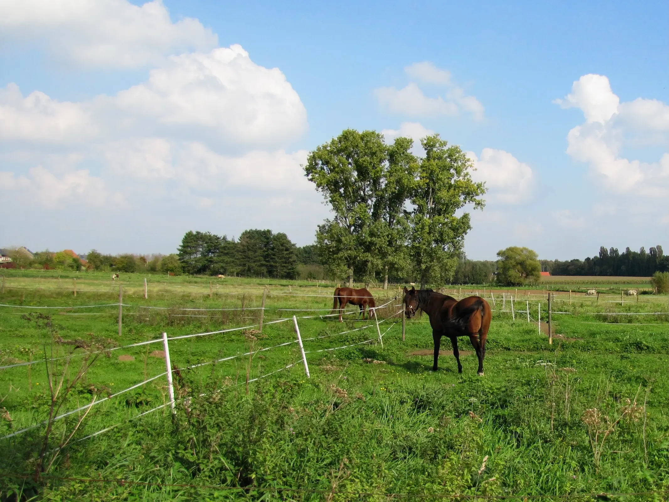 Belgian Warmblood Horse