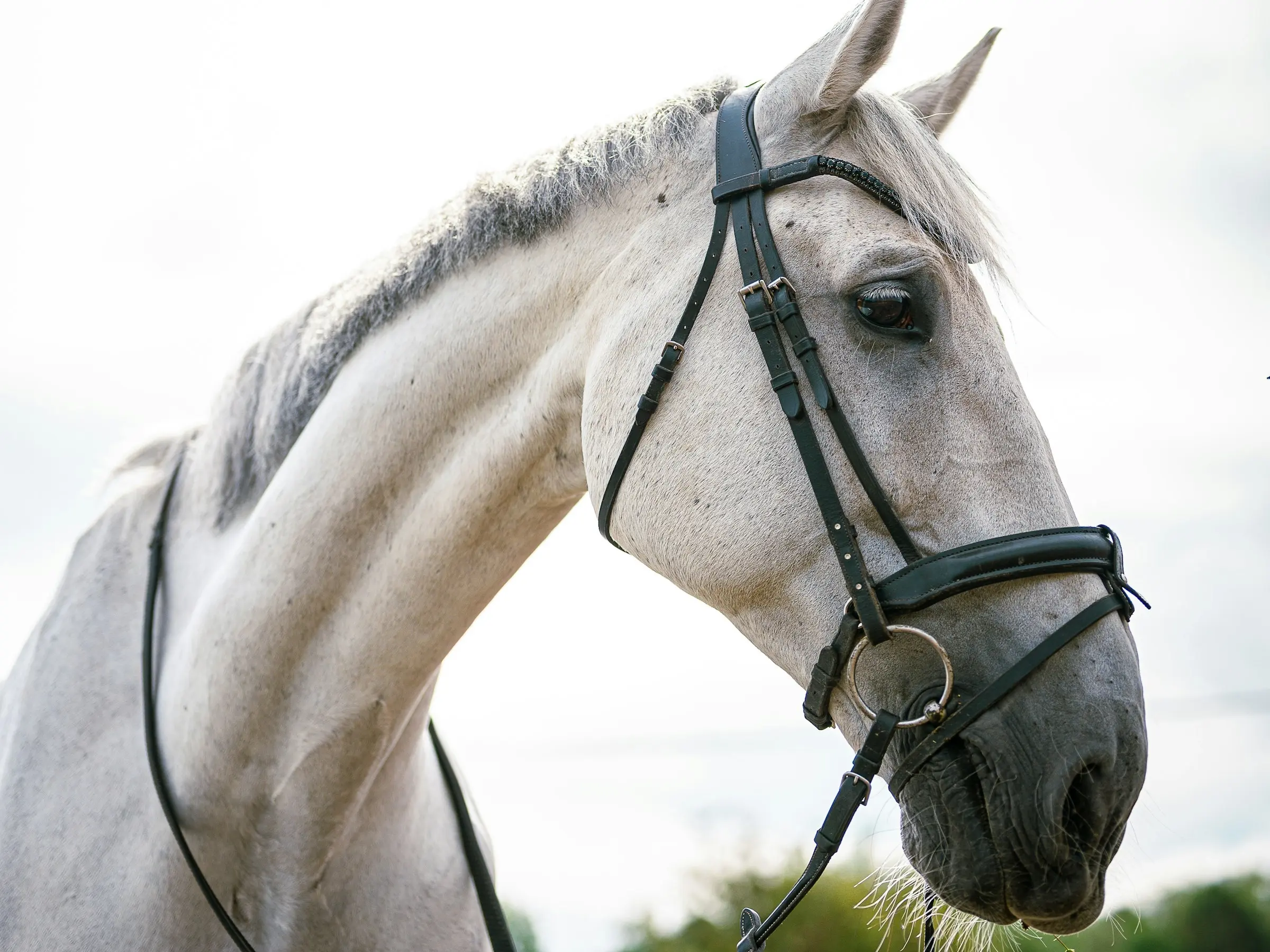 Belgian Warmblood