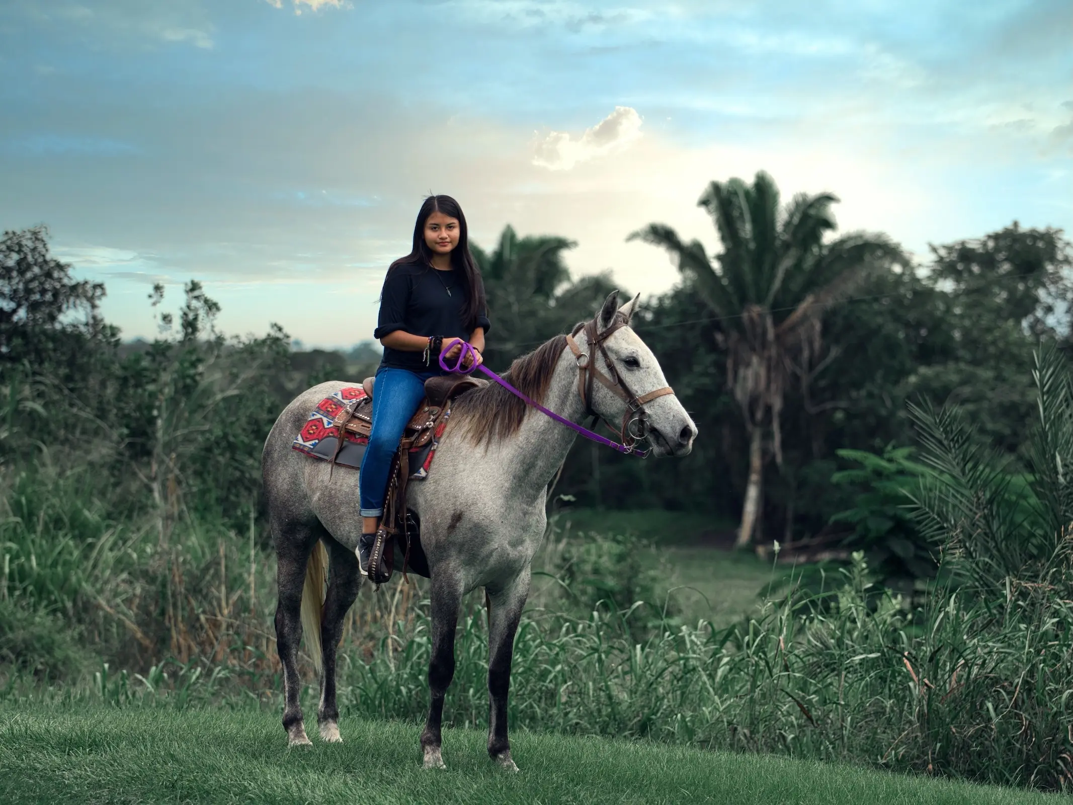 Belizean Criollo Horse
