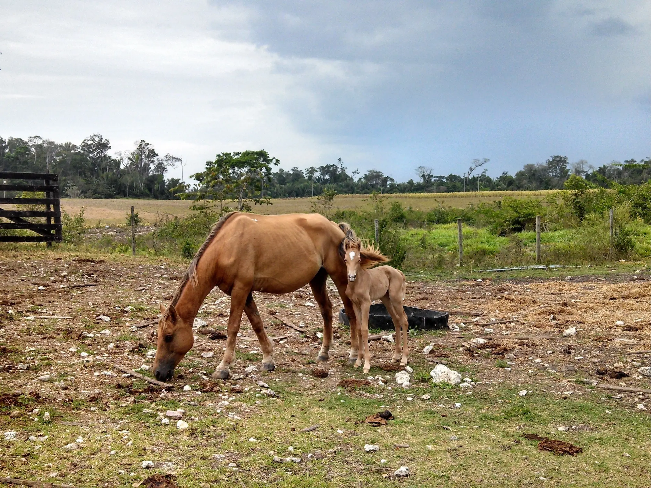 Belizean Criollo Horse