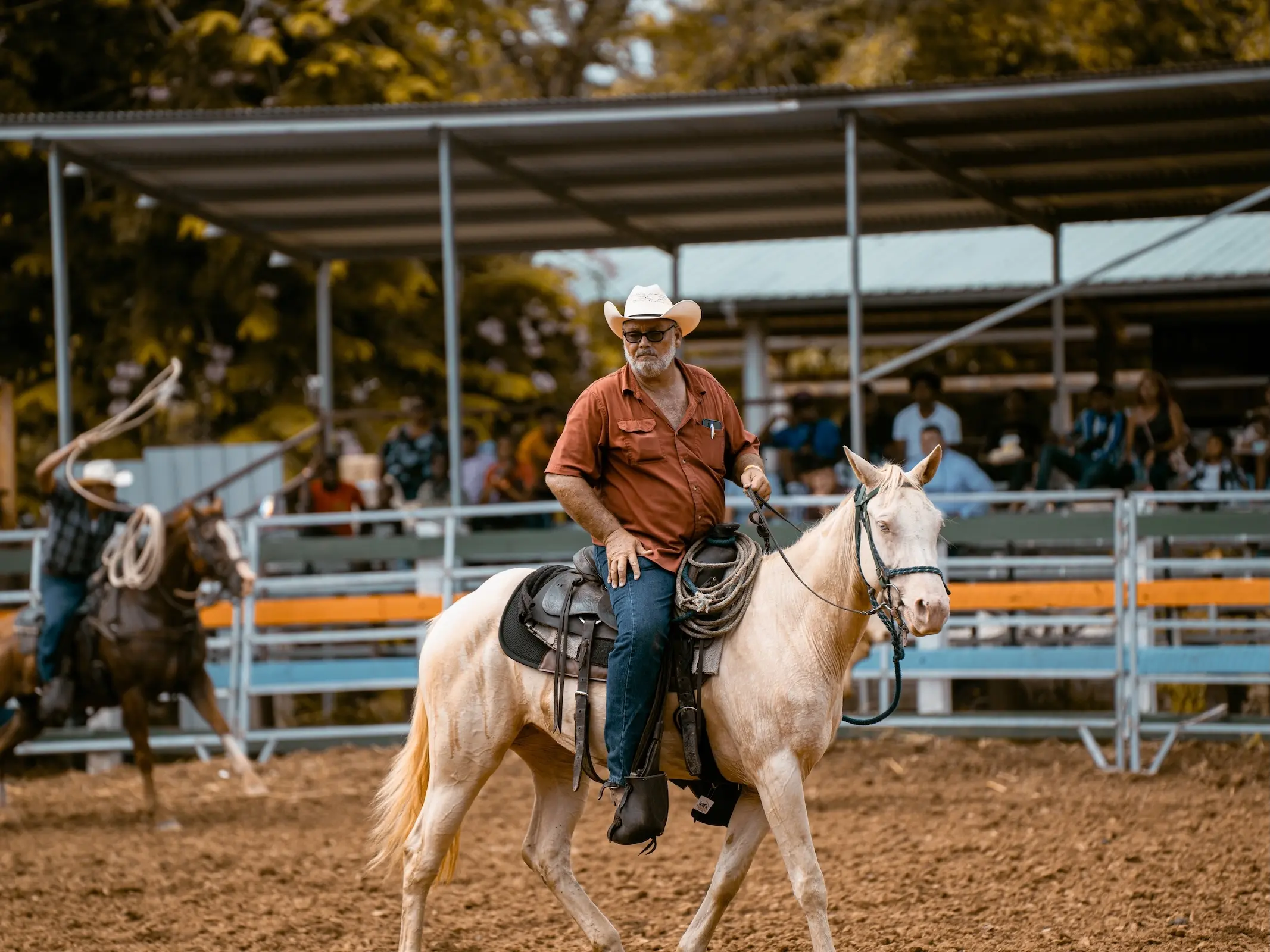 Belizean Criollo Horse