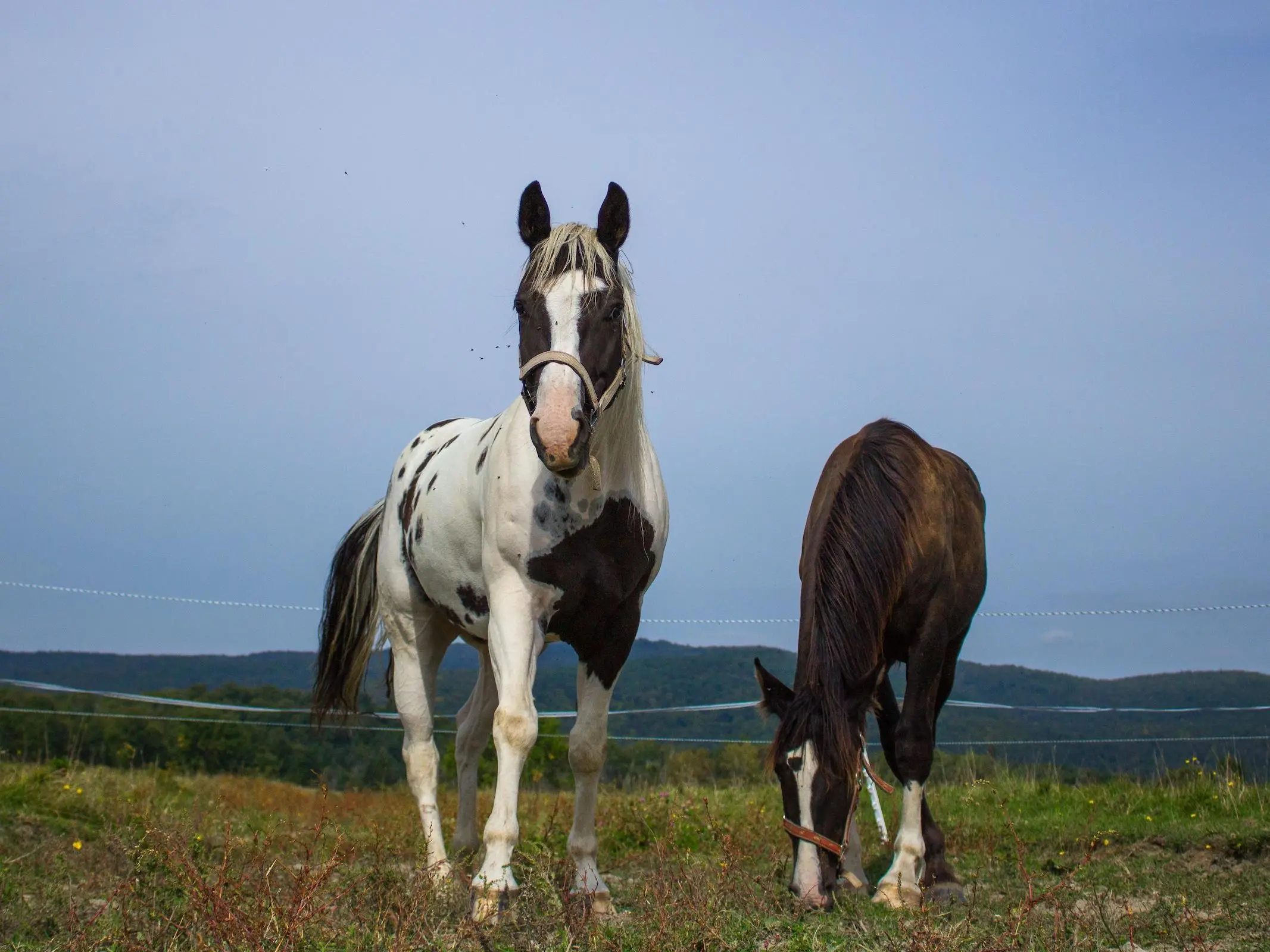 Horse with Belton markings