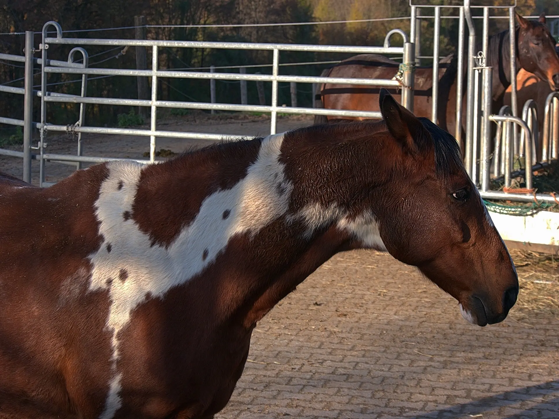 Horse with Belton markings