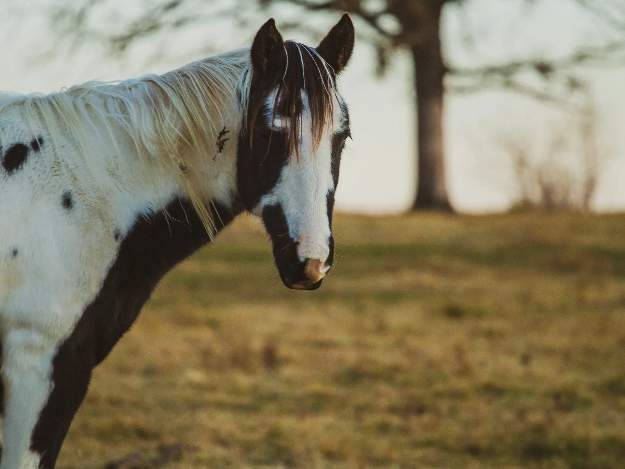 Horse with Belton markings