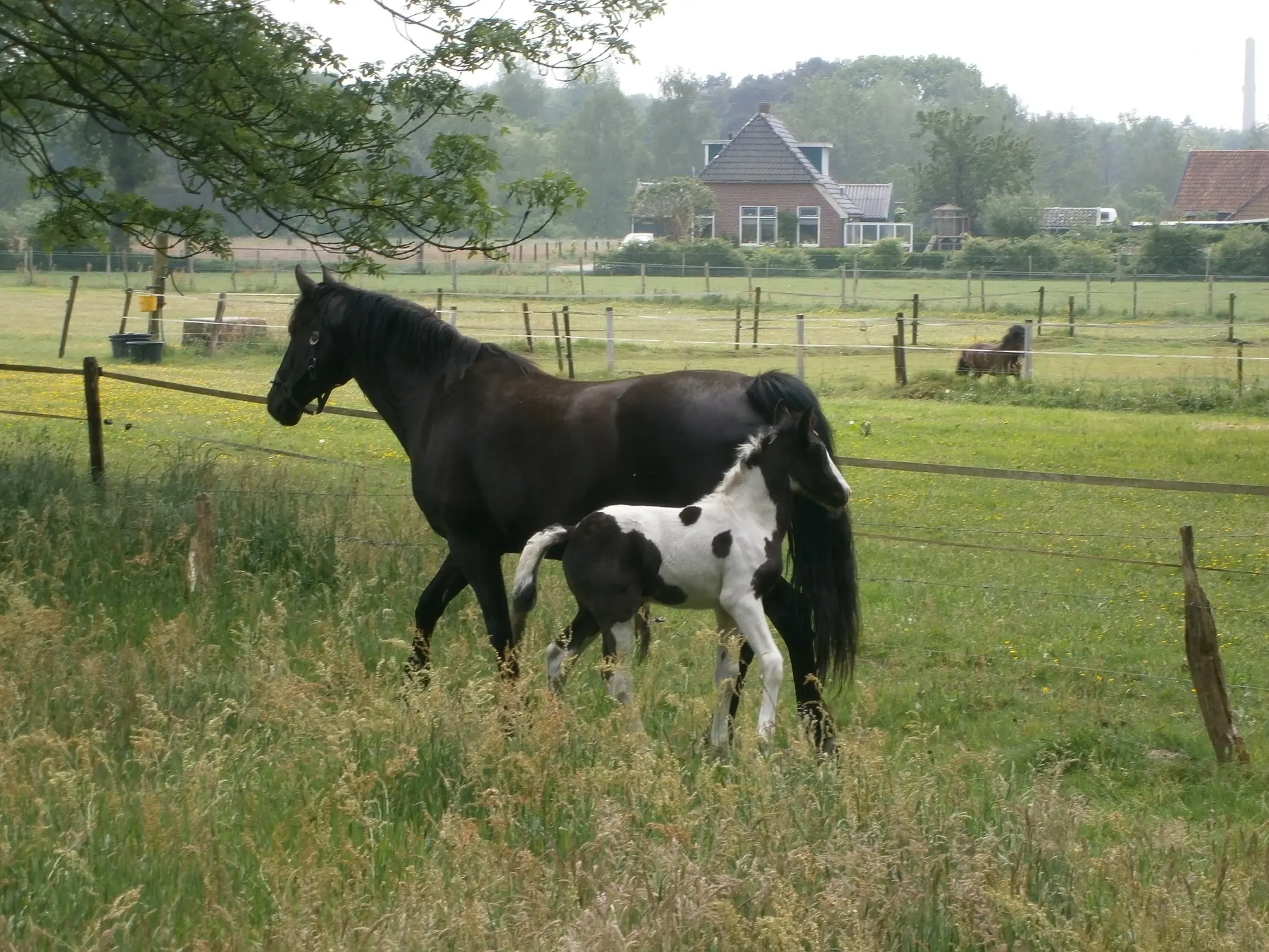 Horse with Belton markings