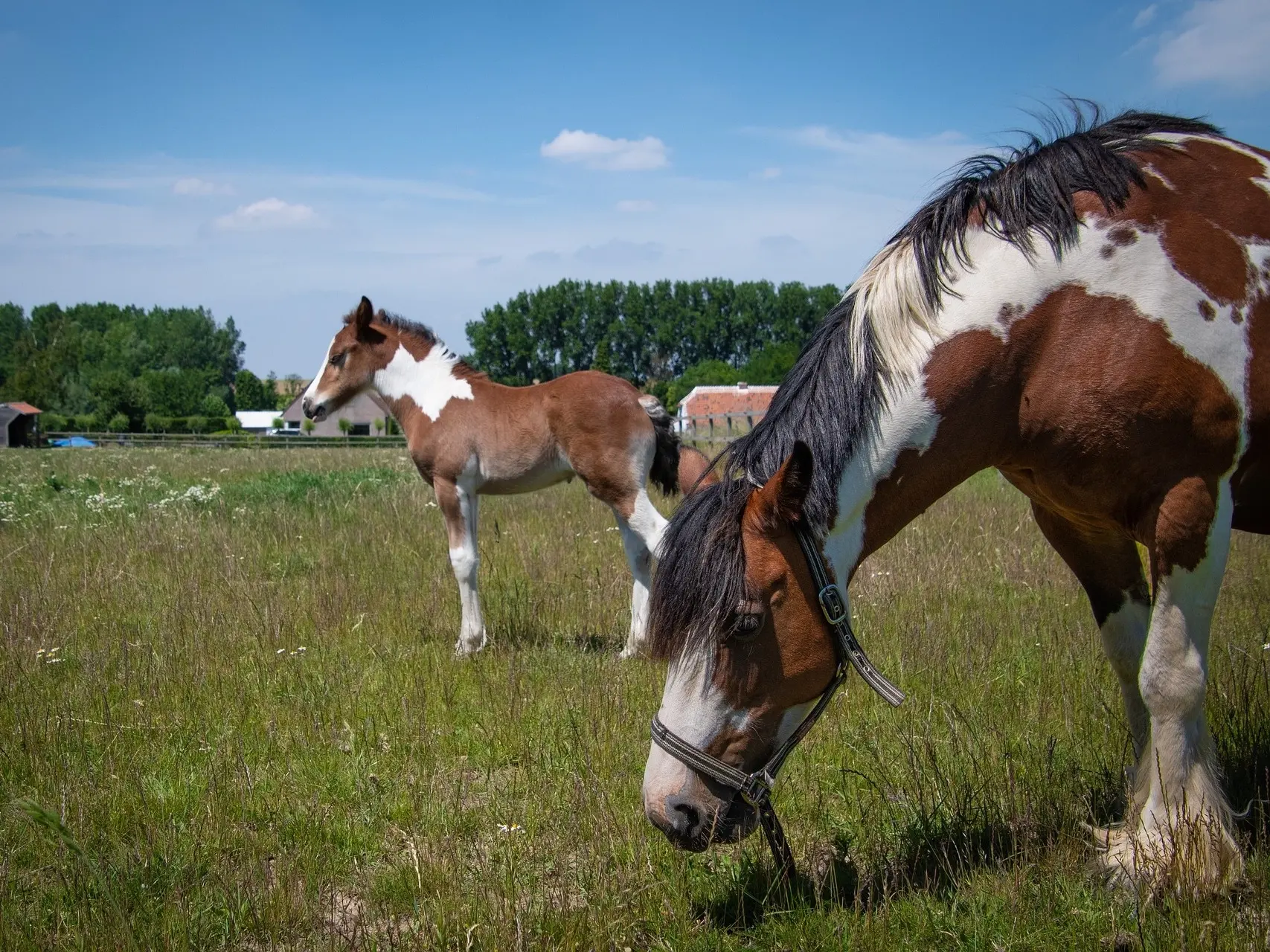 Horse with Belton markings