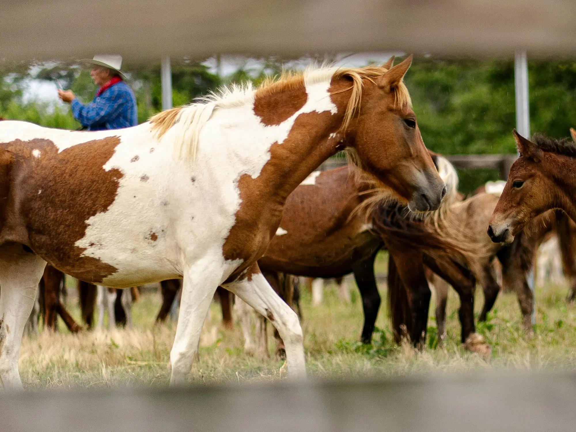 Horse with Belton markings