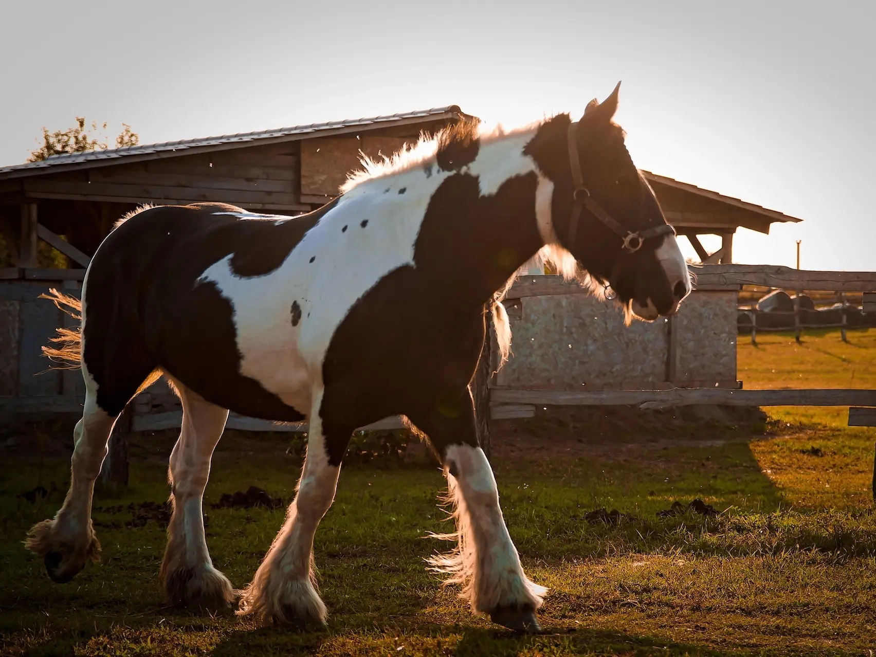 Horse with Belton markings