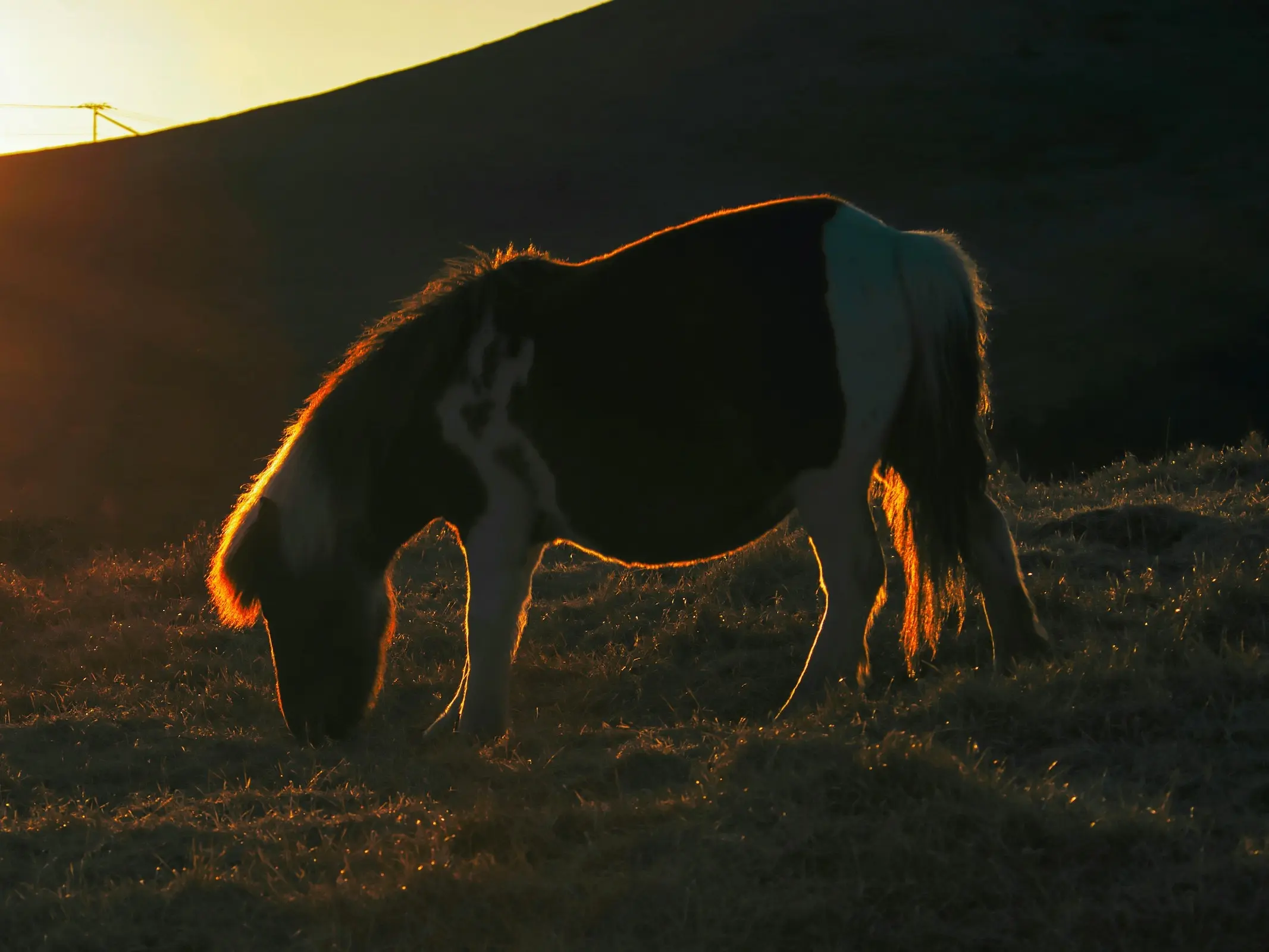 Horse with Belton markings