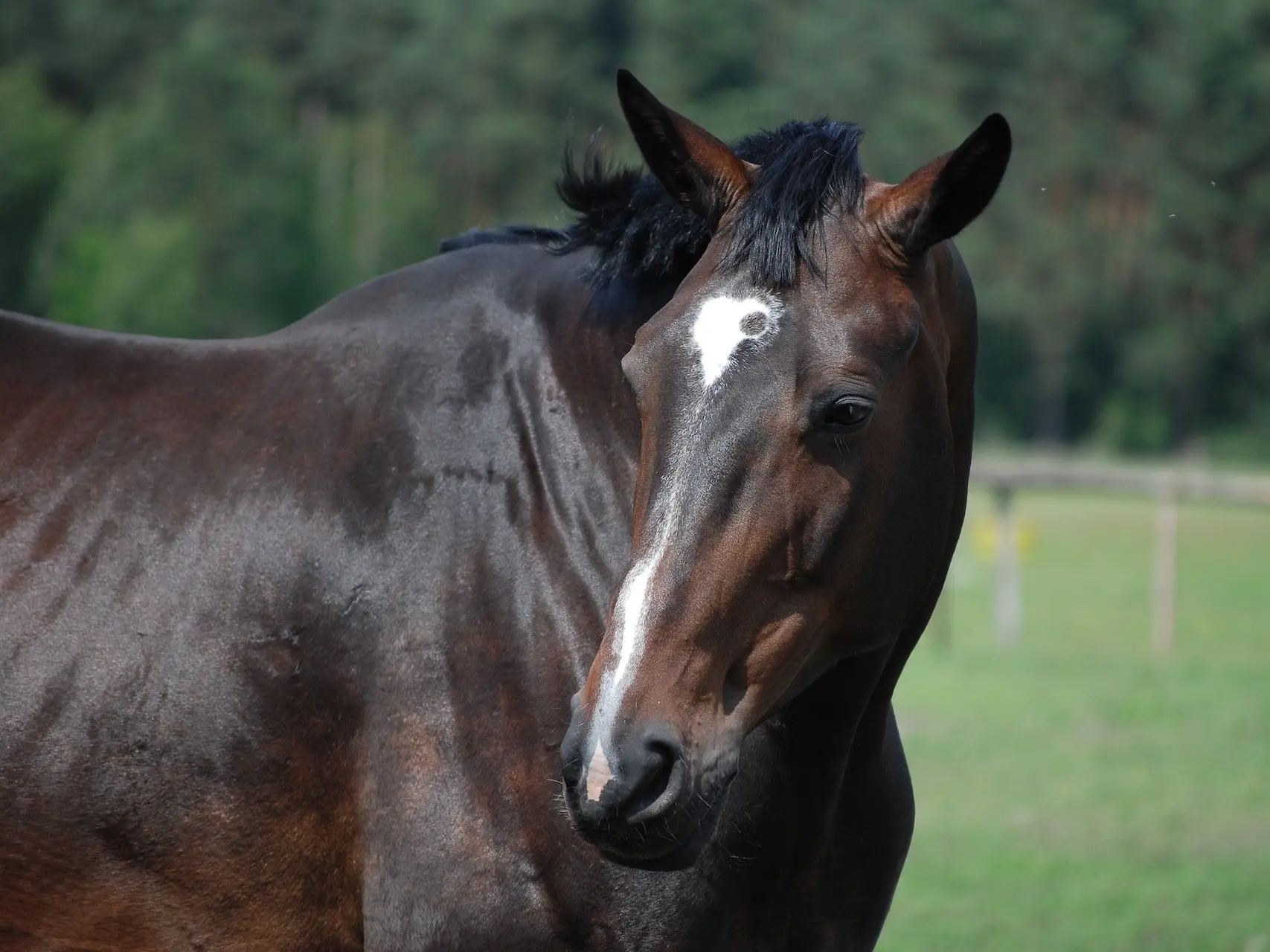 Horse with Belton face markings