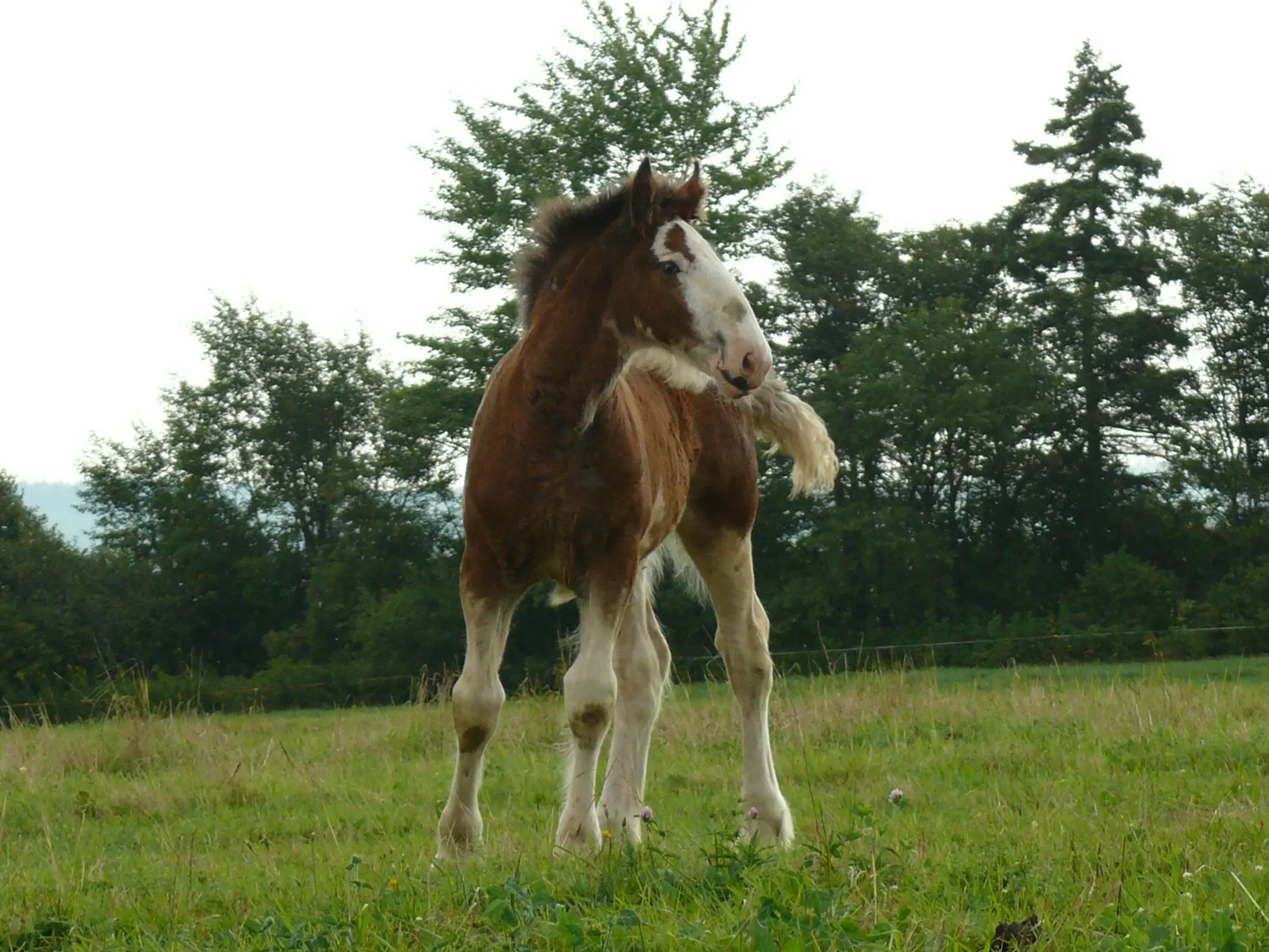 Horse with Belton face markings