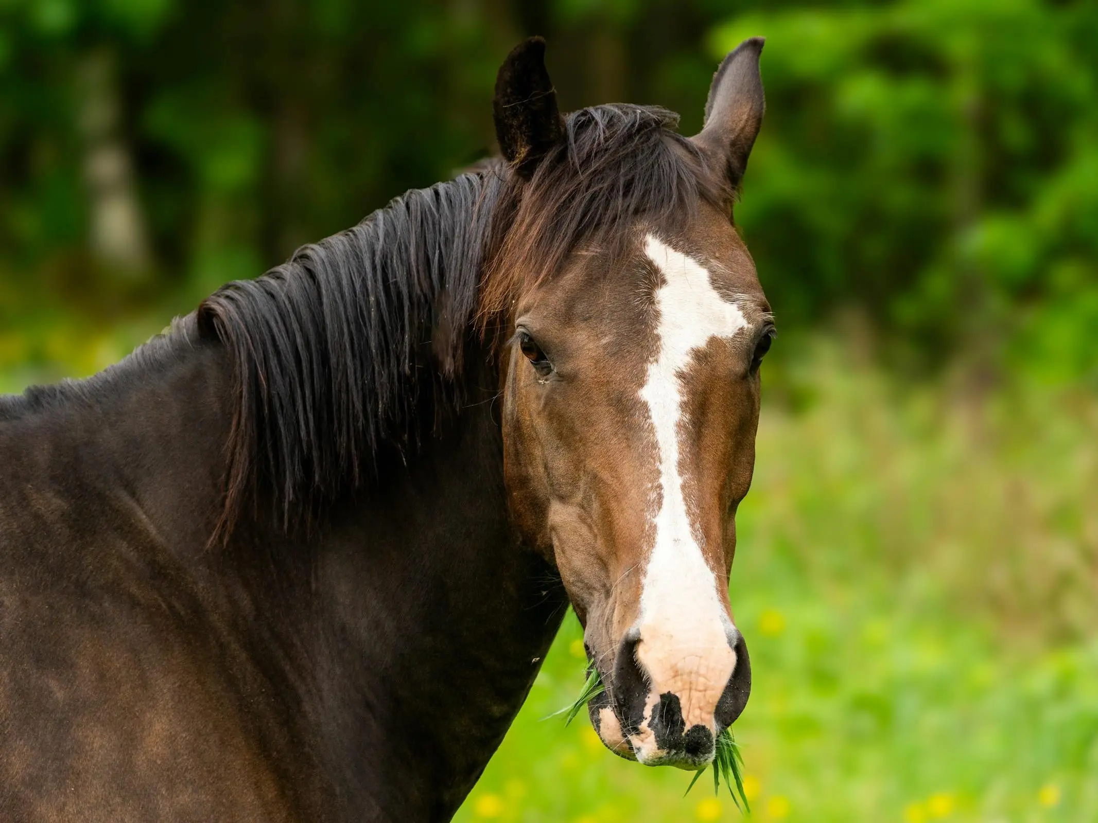 Horse with Belton face markings