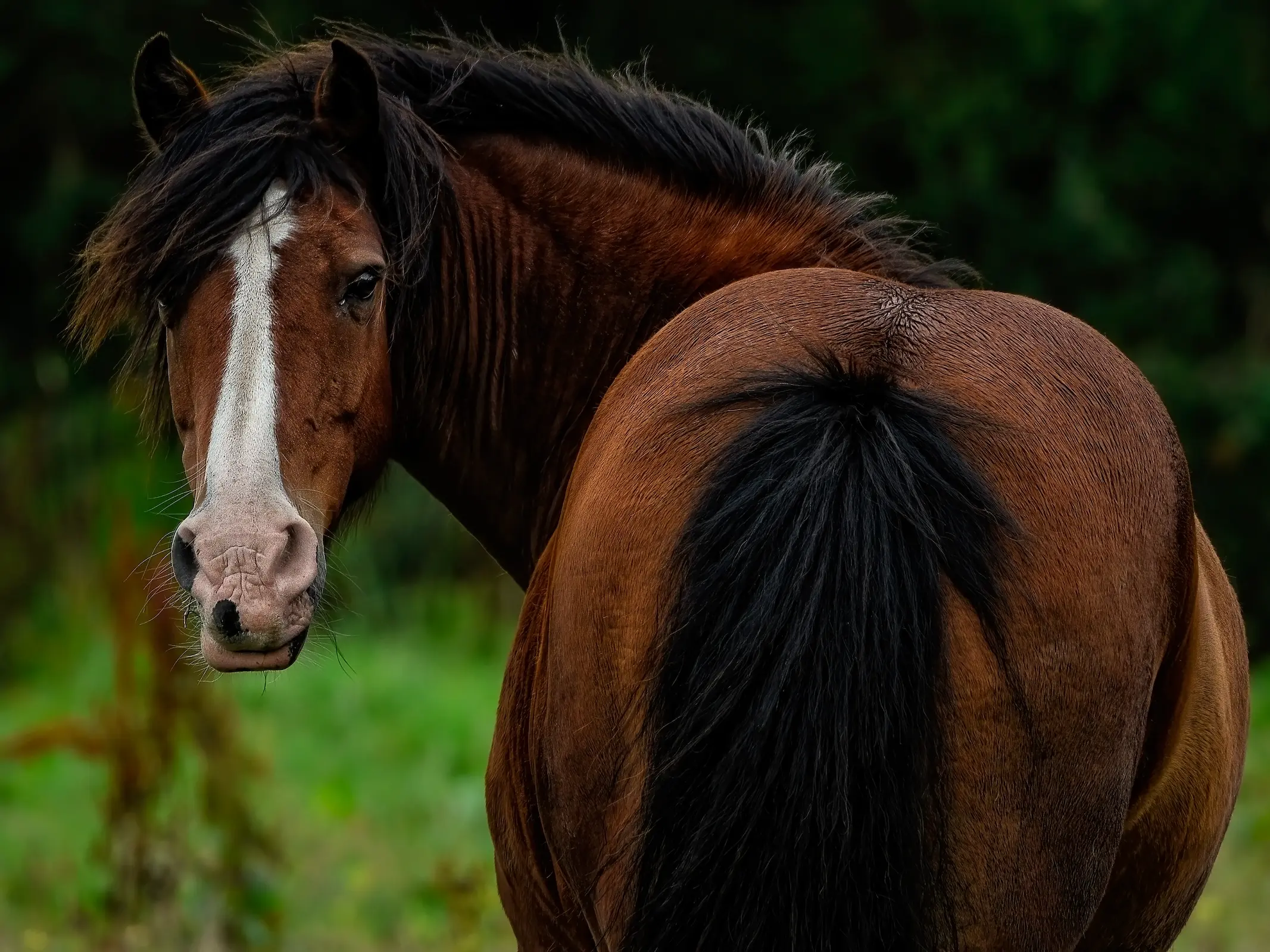 Horse with Belton face markings