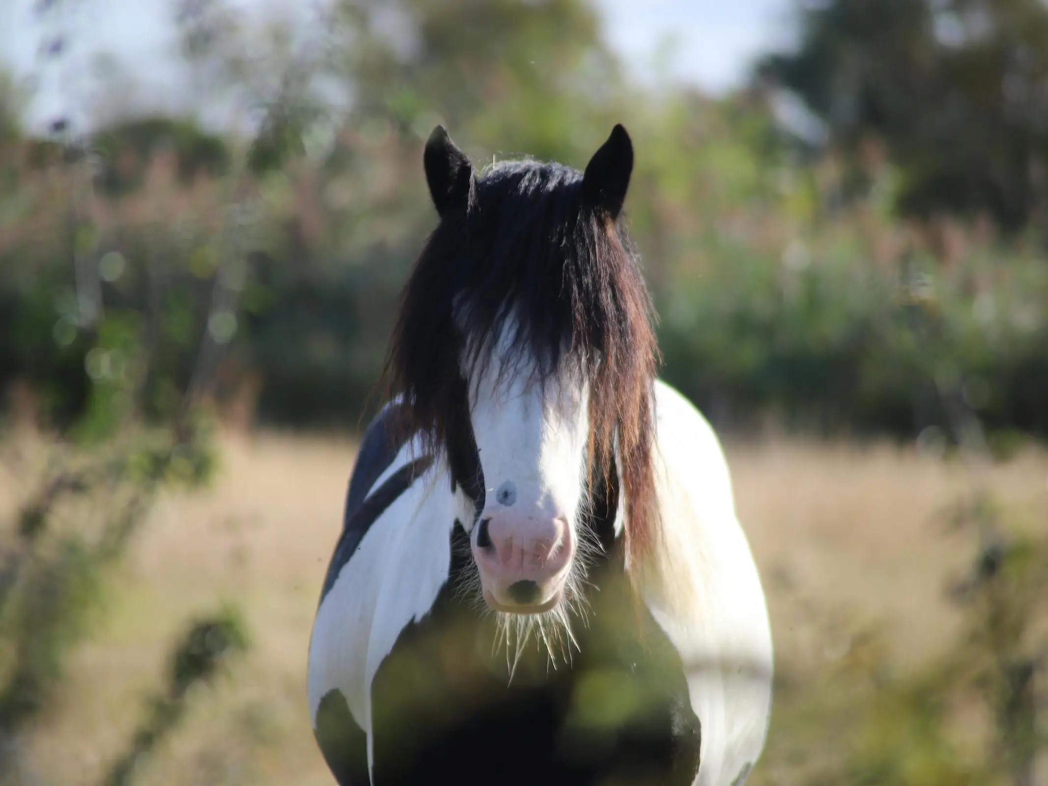 Horse with Belton face markings