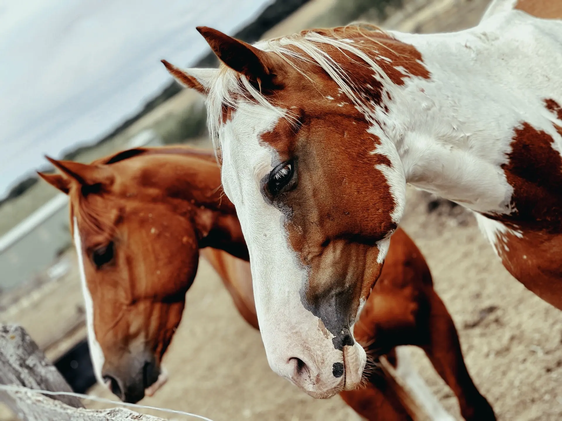 Horse with Belton face markings