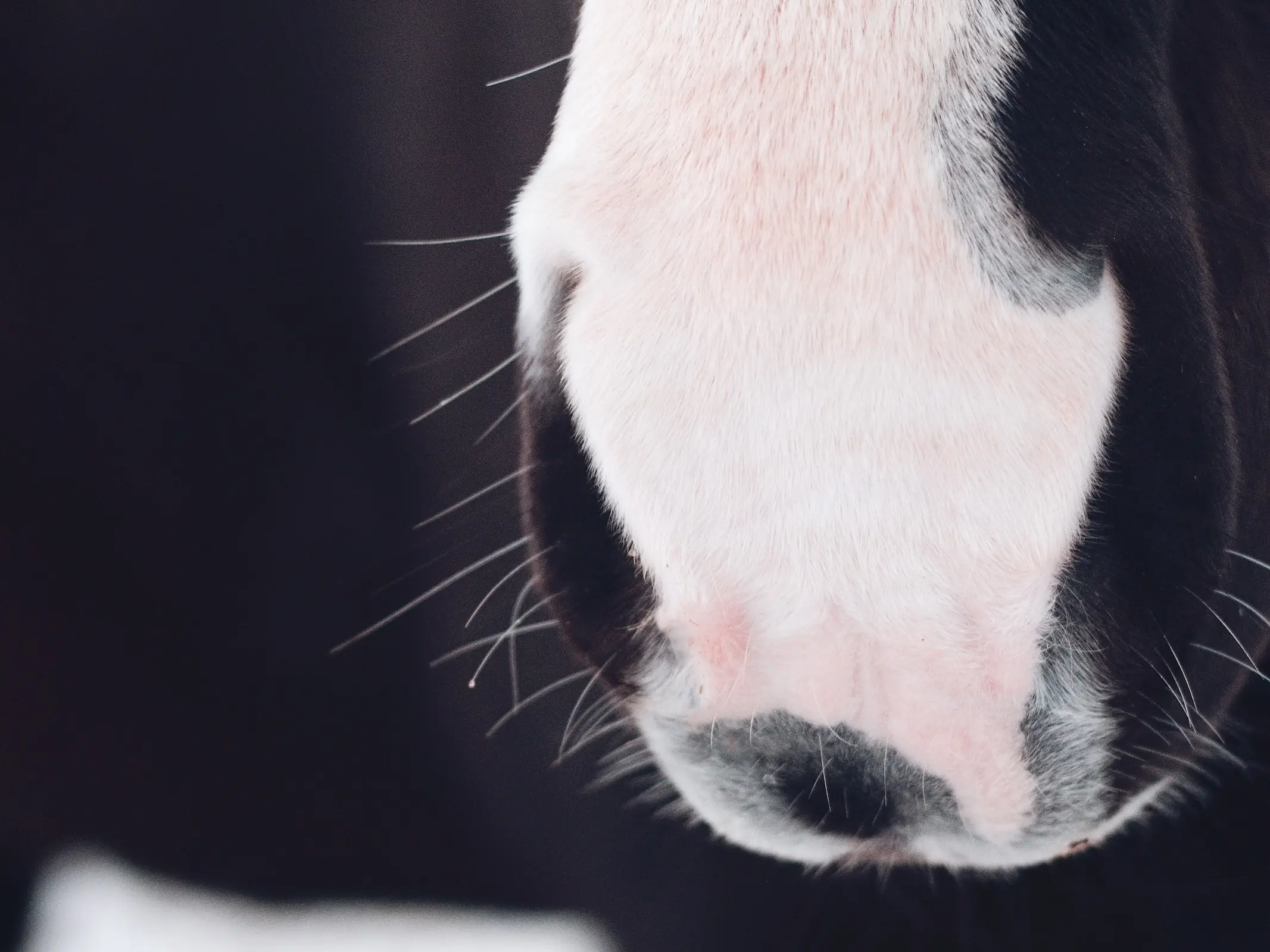 Horse with Belton face markings