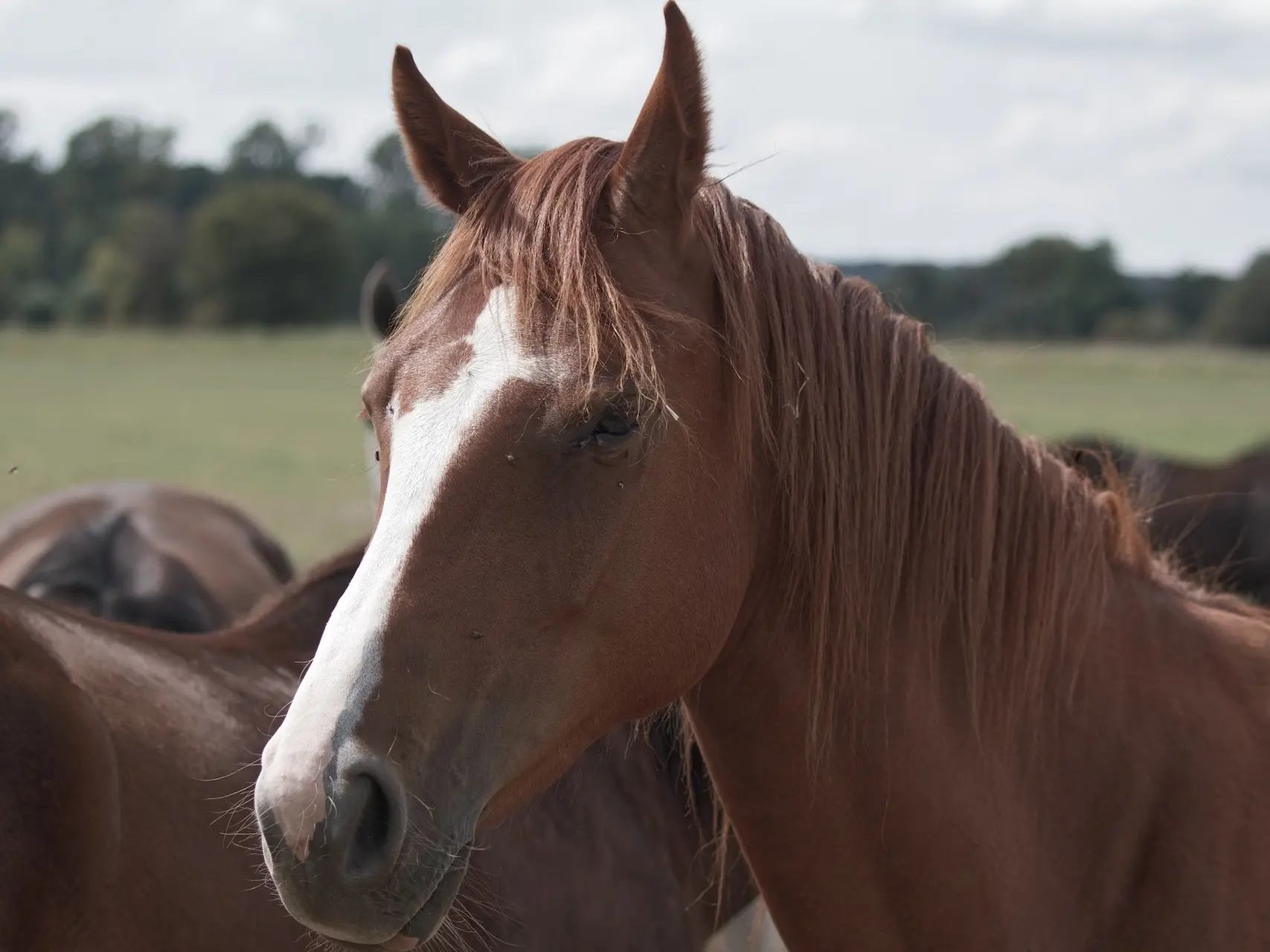 Horse with Belton face markings