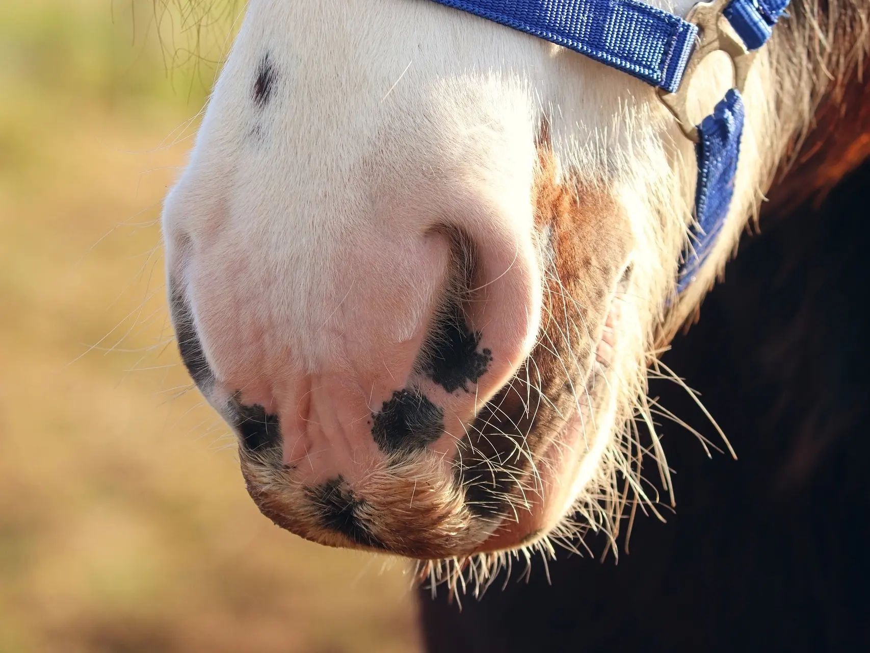 Horse with Belton face markings