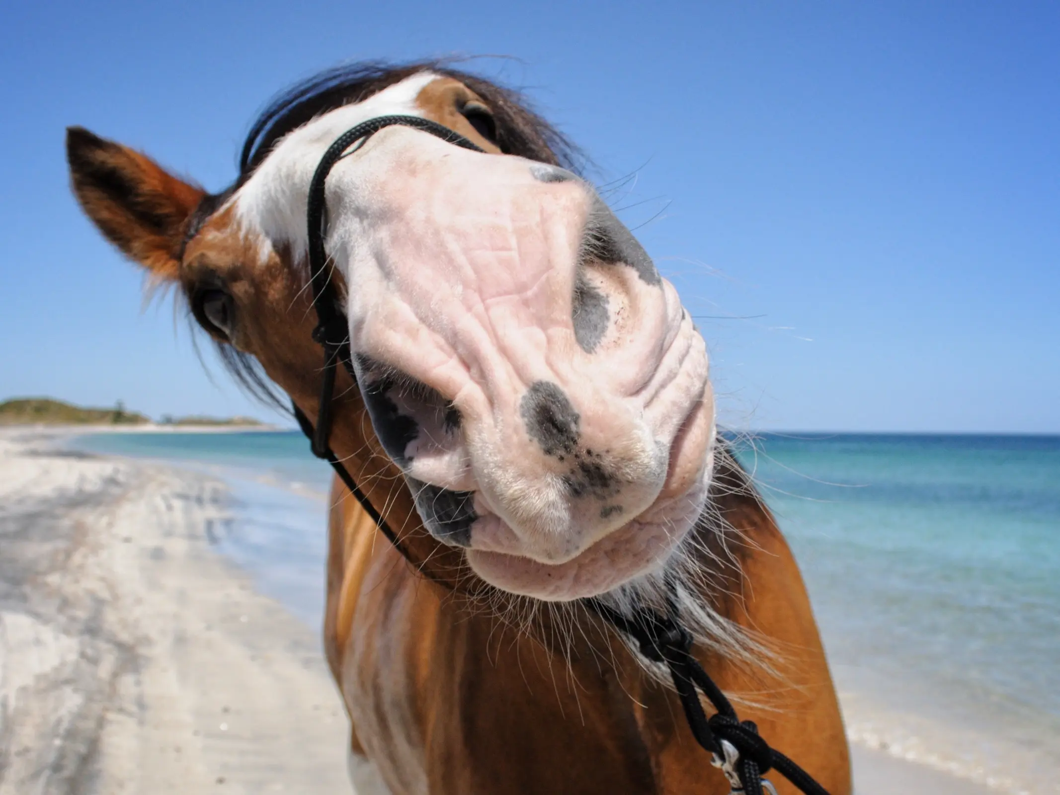 Horse with Belton face markings