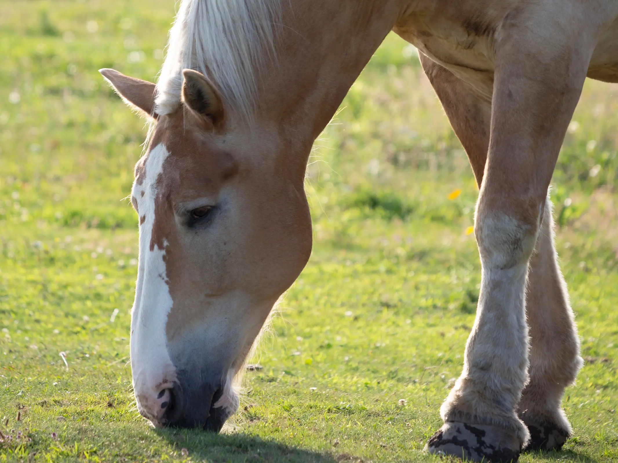 Horse with Belton face markings